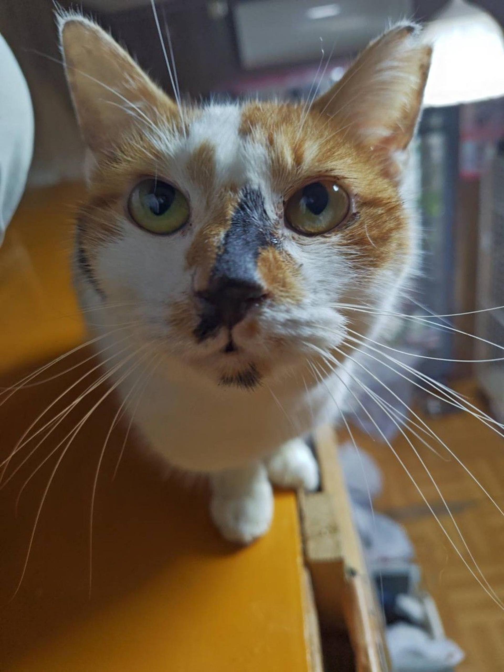 pet-image-2