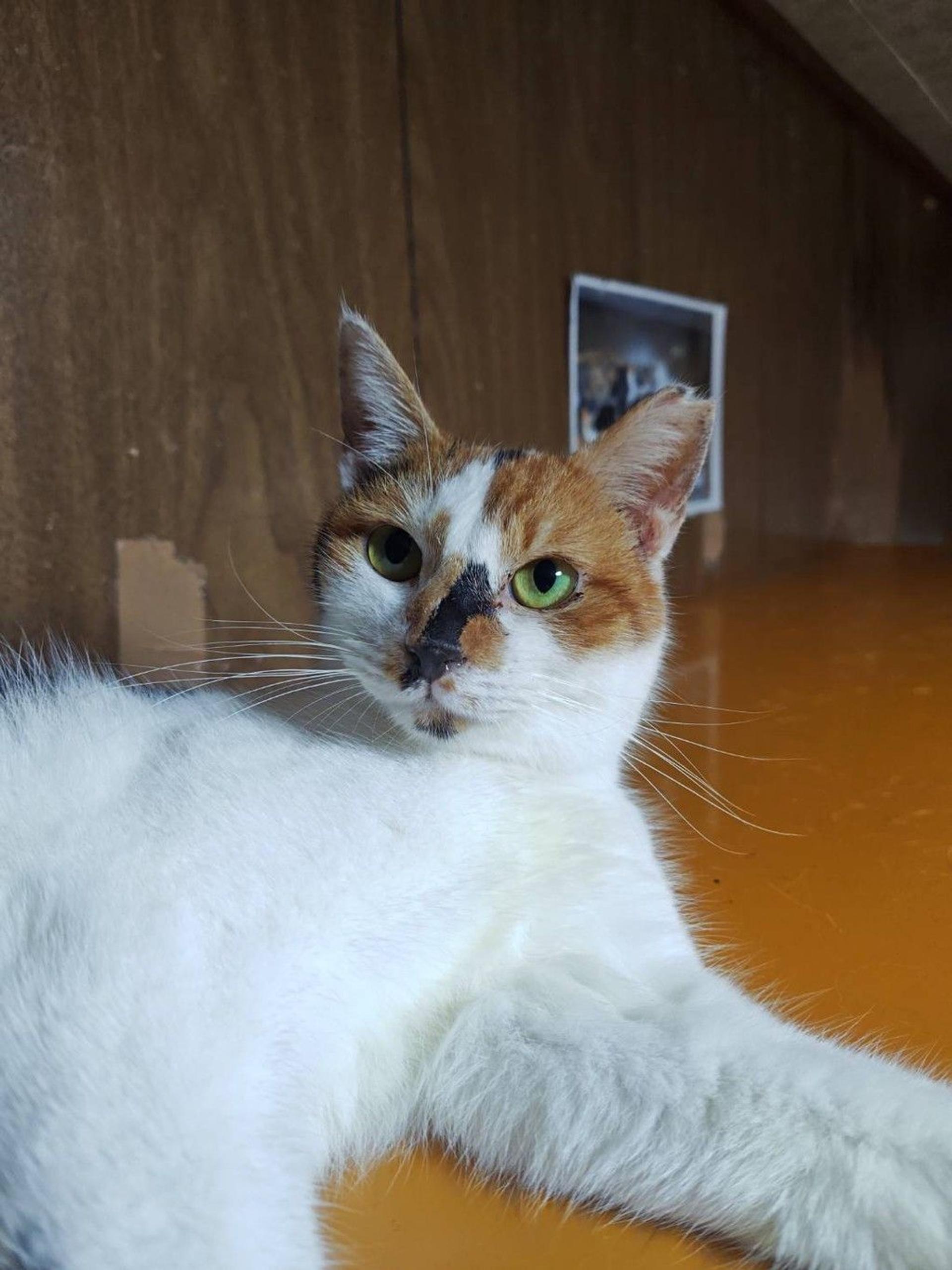 pet-image-3
