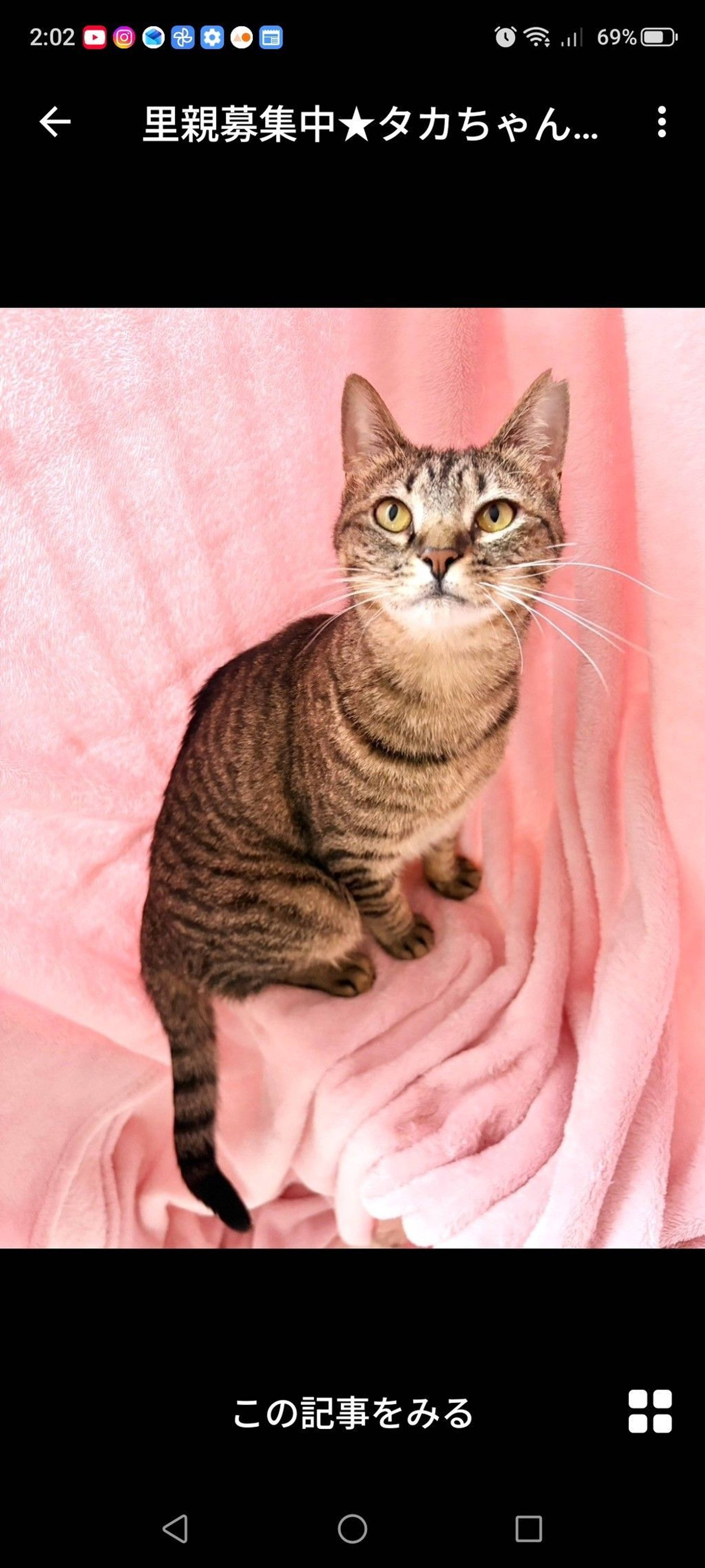 雑種（ミックス猫）・メスの里親募集の写真