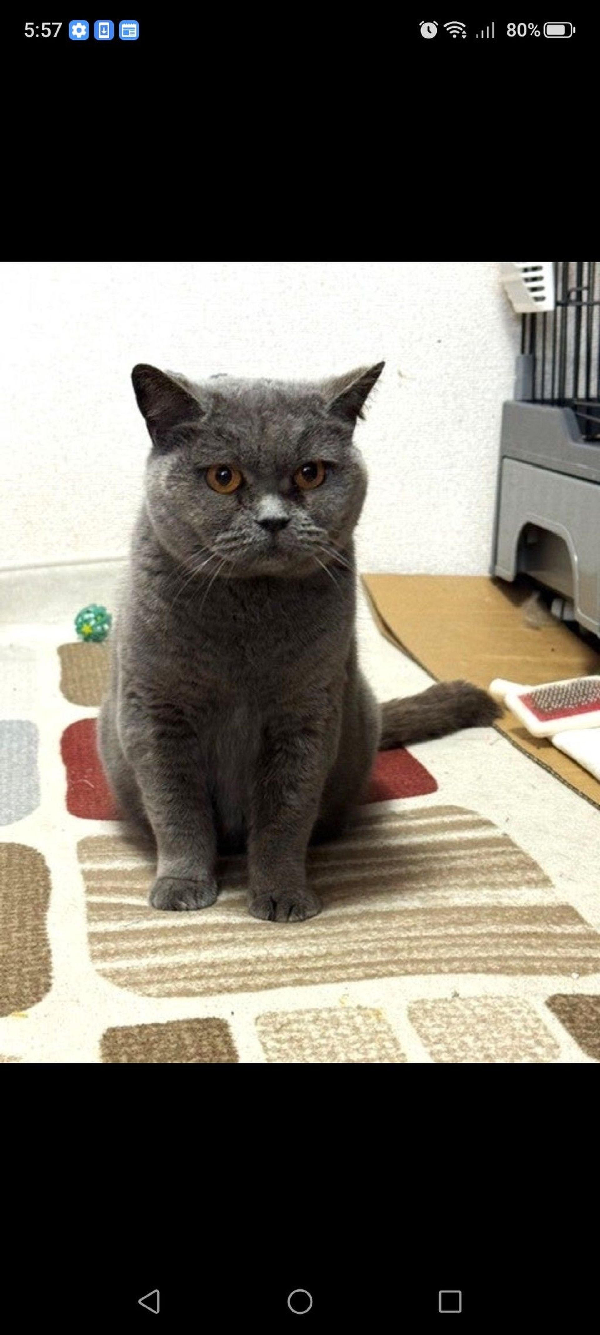 雑種（ミックス猫）・メスの里親募集の写真