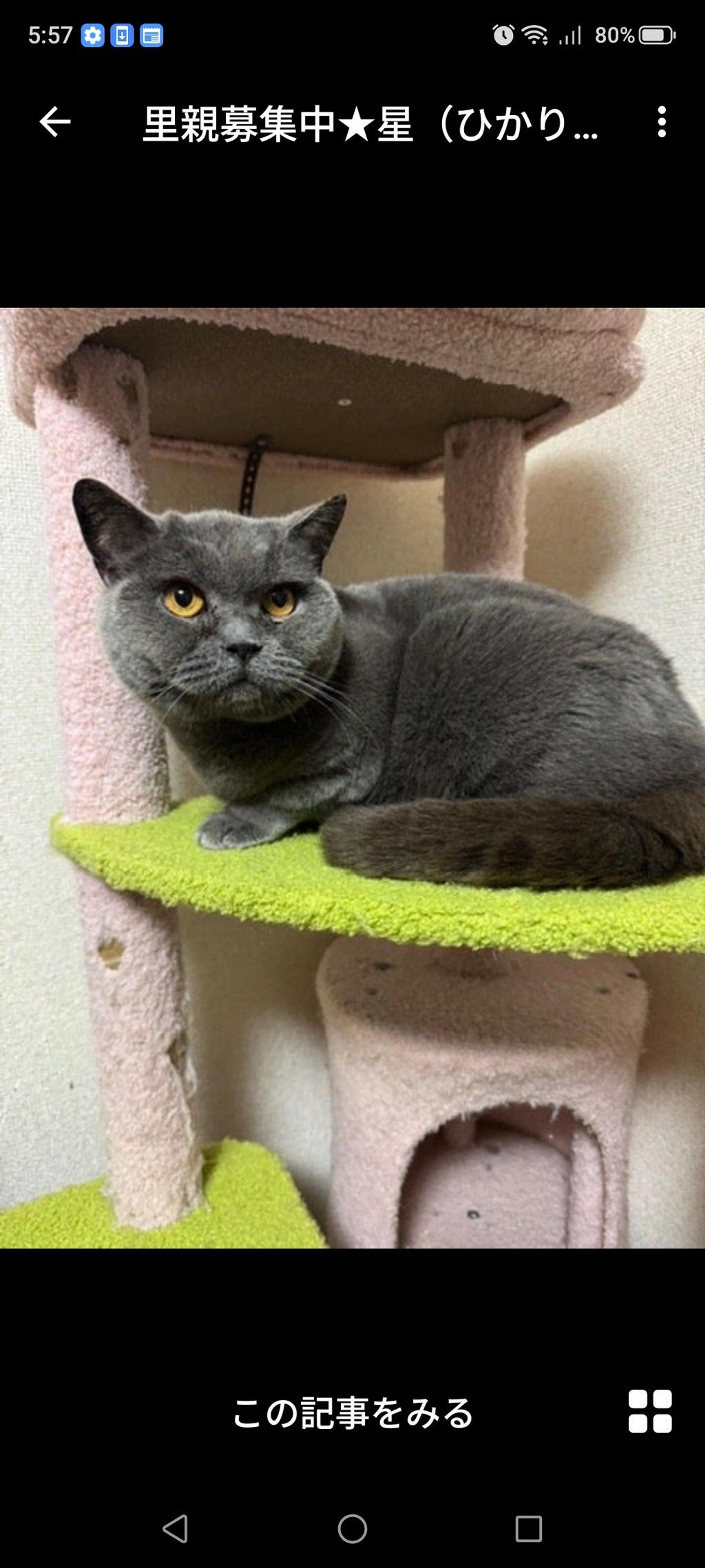 pet-image-2