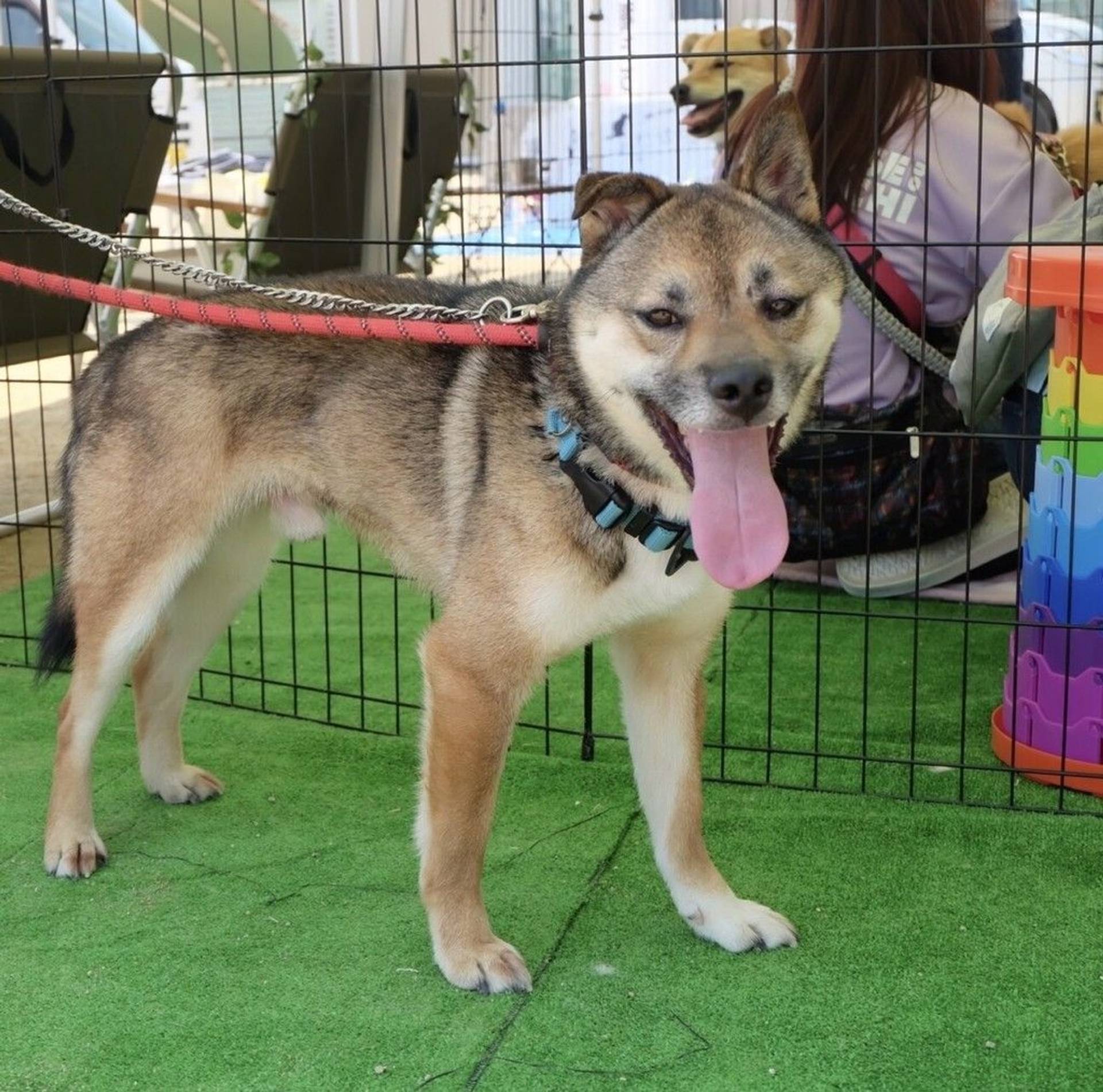 雑種（ミックス犬）・オスの里親募集の写真