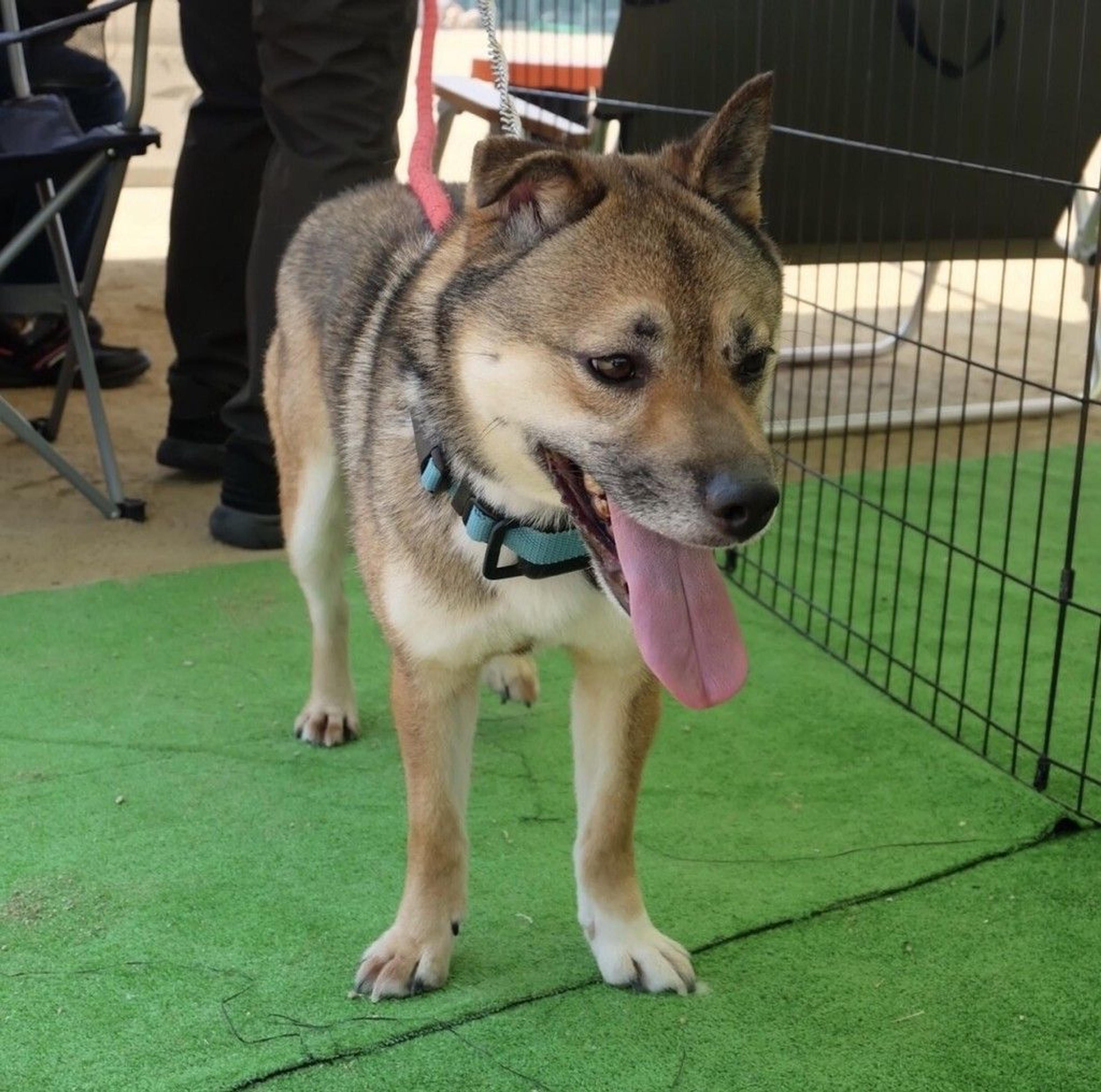 pet-image-3
