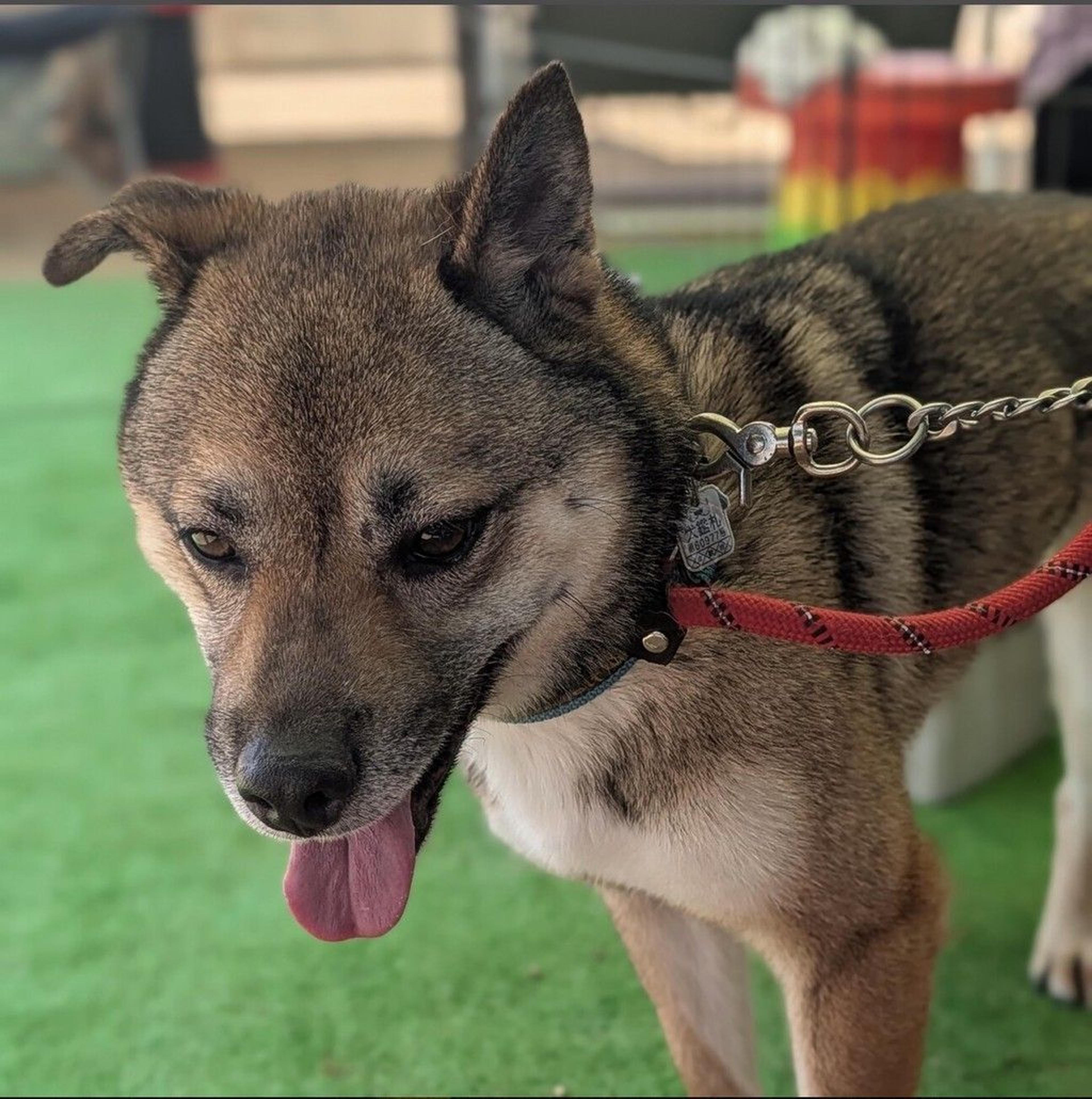 pet-image-4