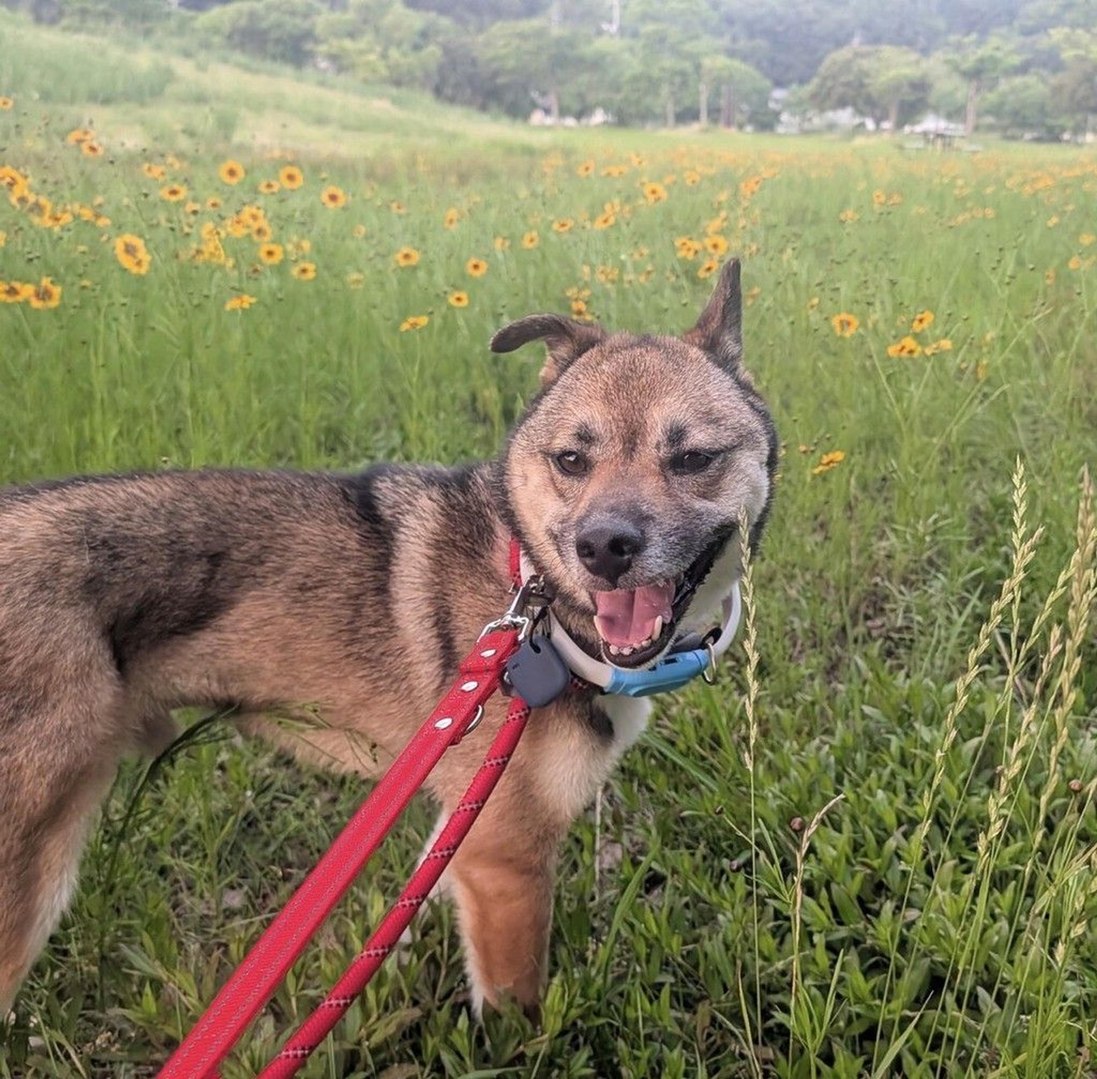 pet-image-5