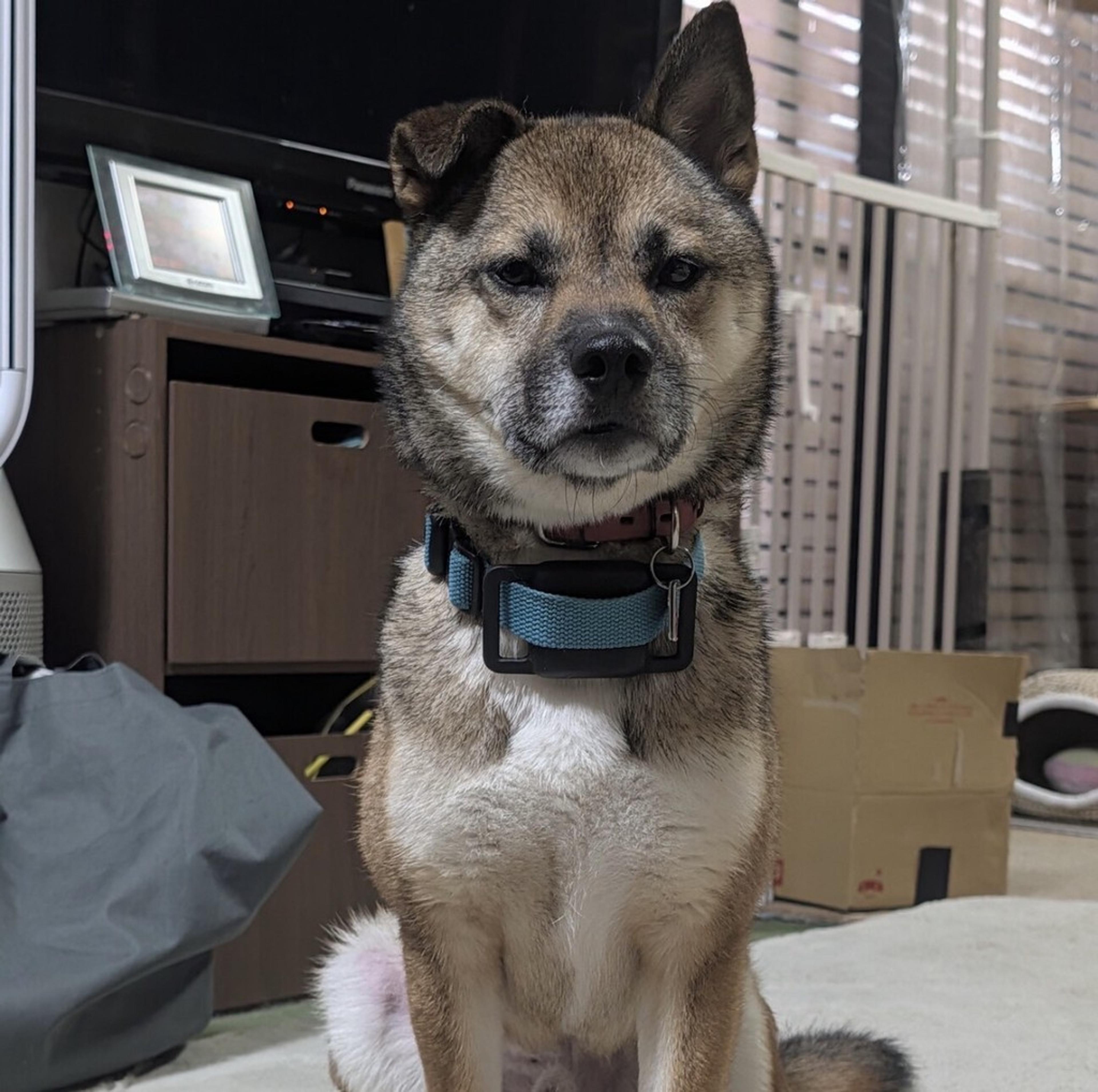 pet-image-9