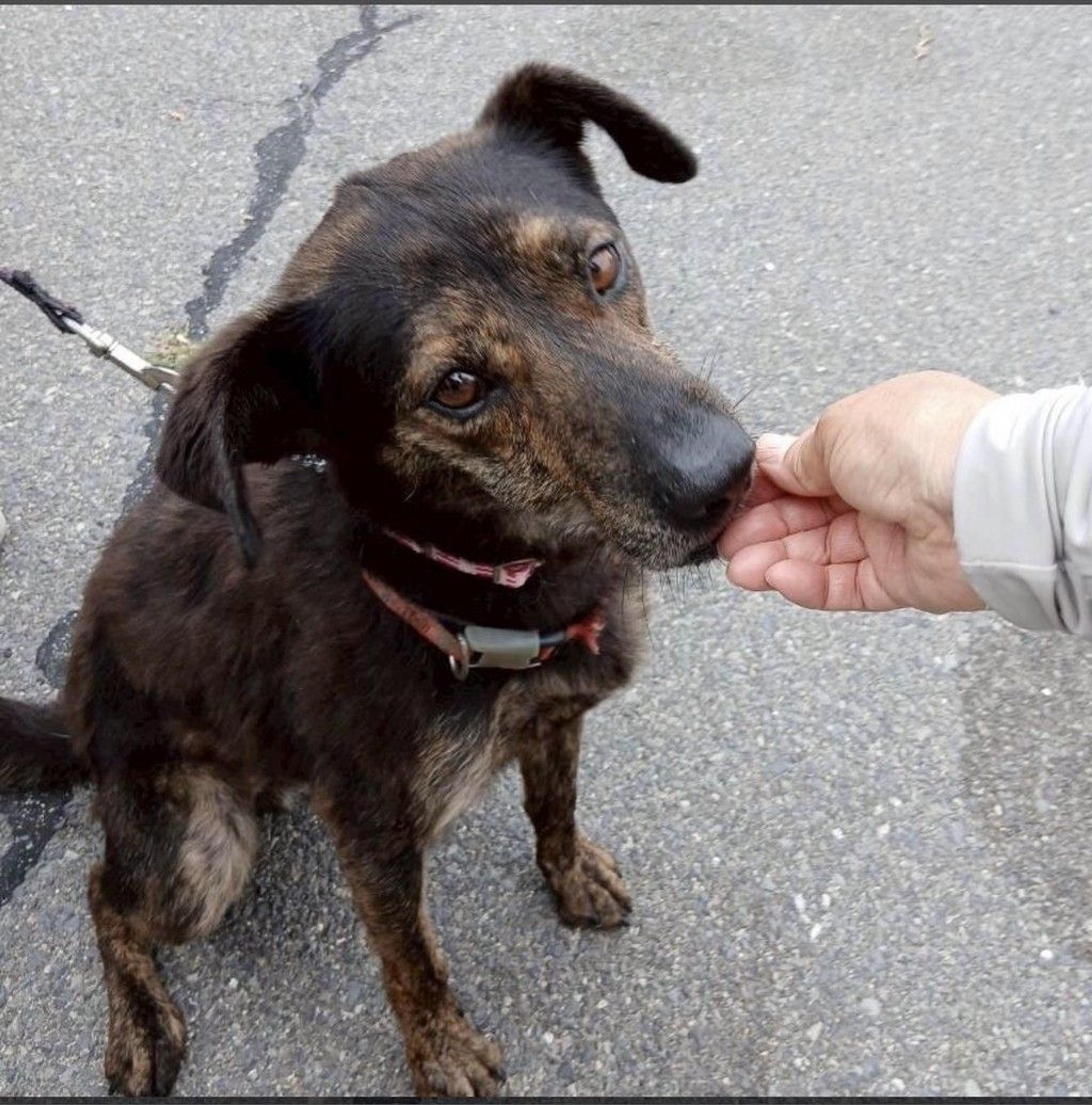 pet-image-2