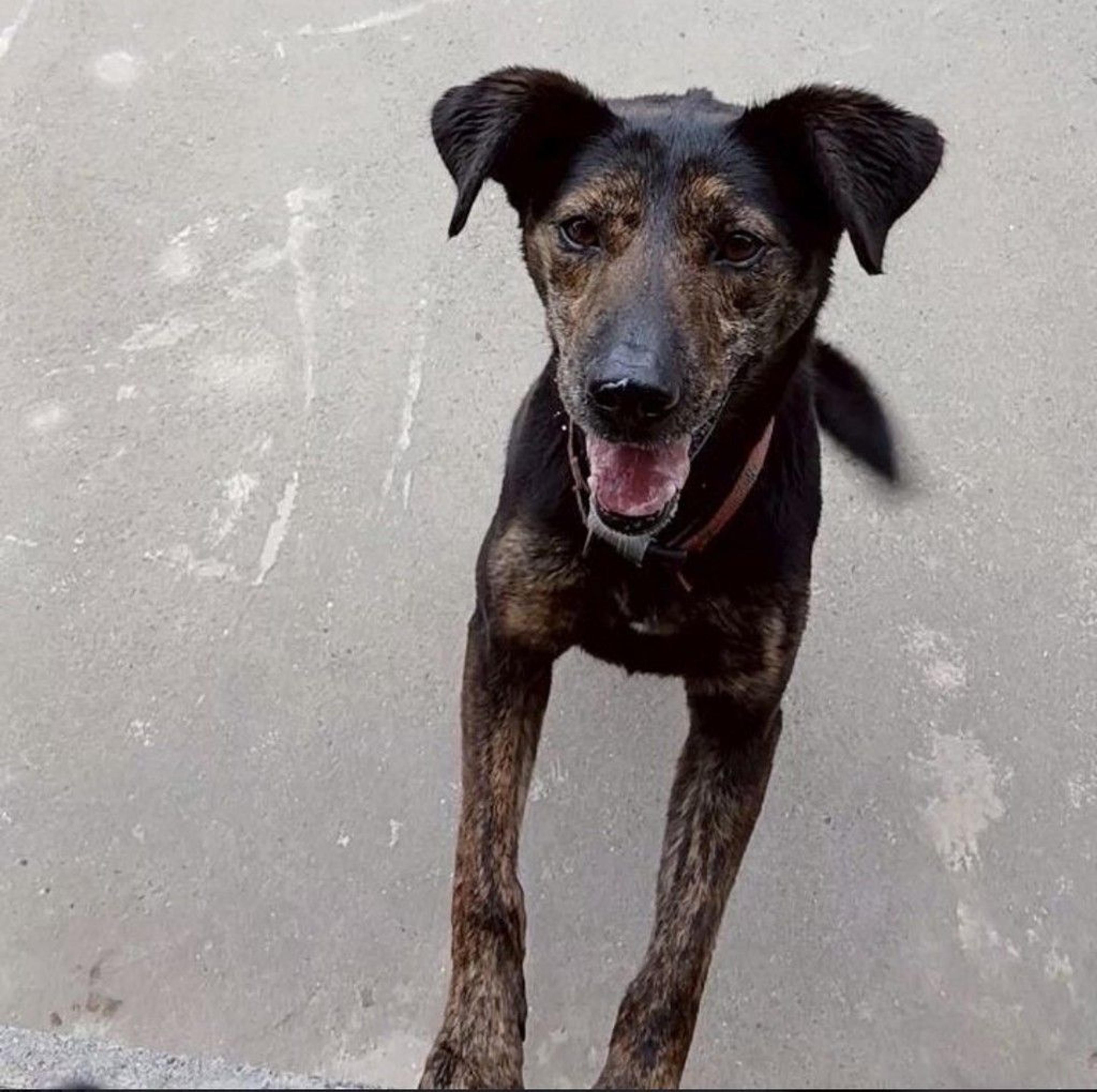 pet-image-5
