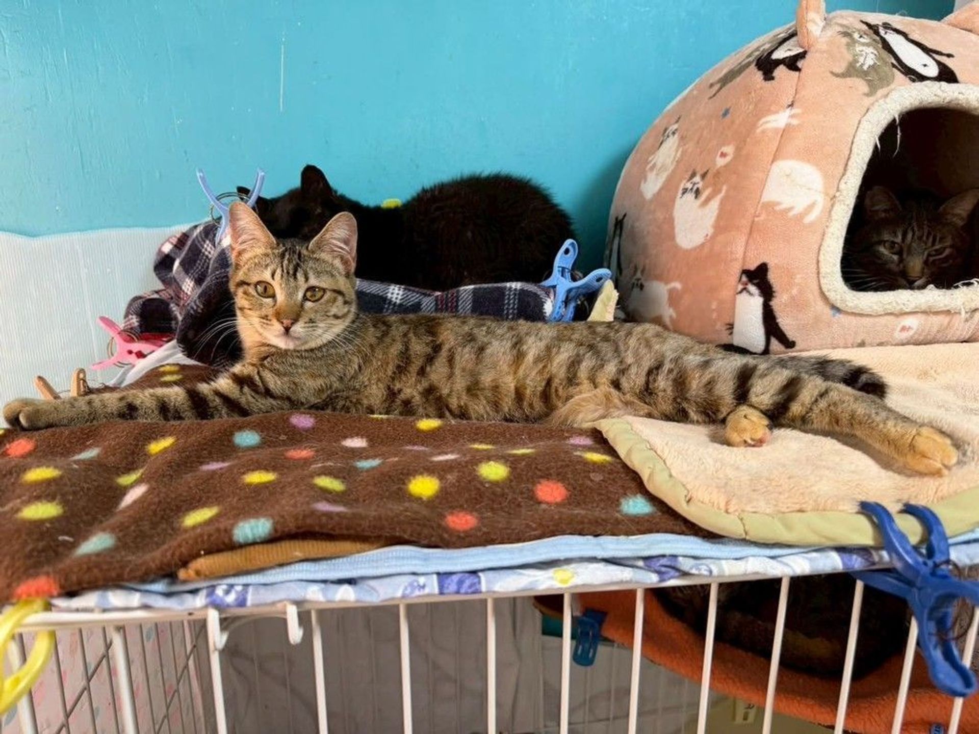 雑種（ミックス猫）・メスの里親募集の写真