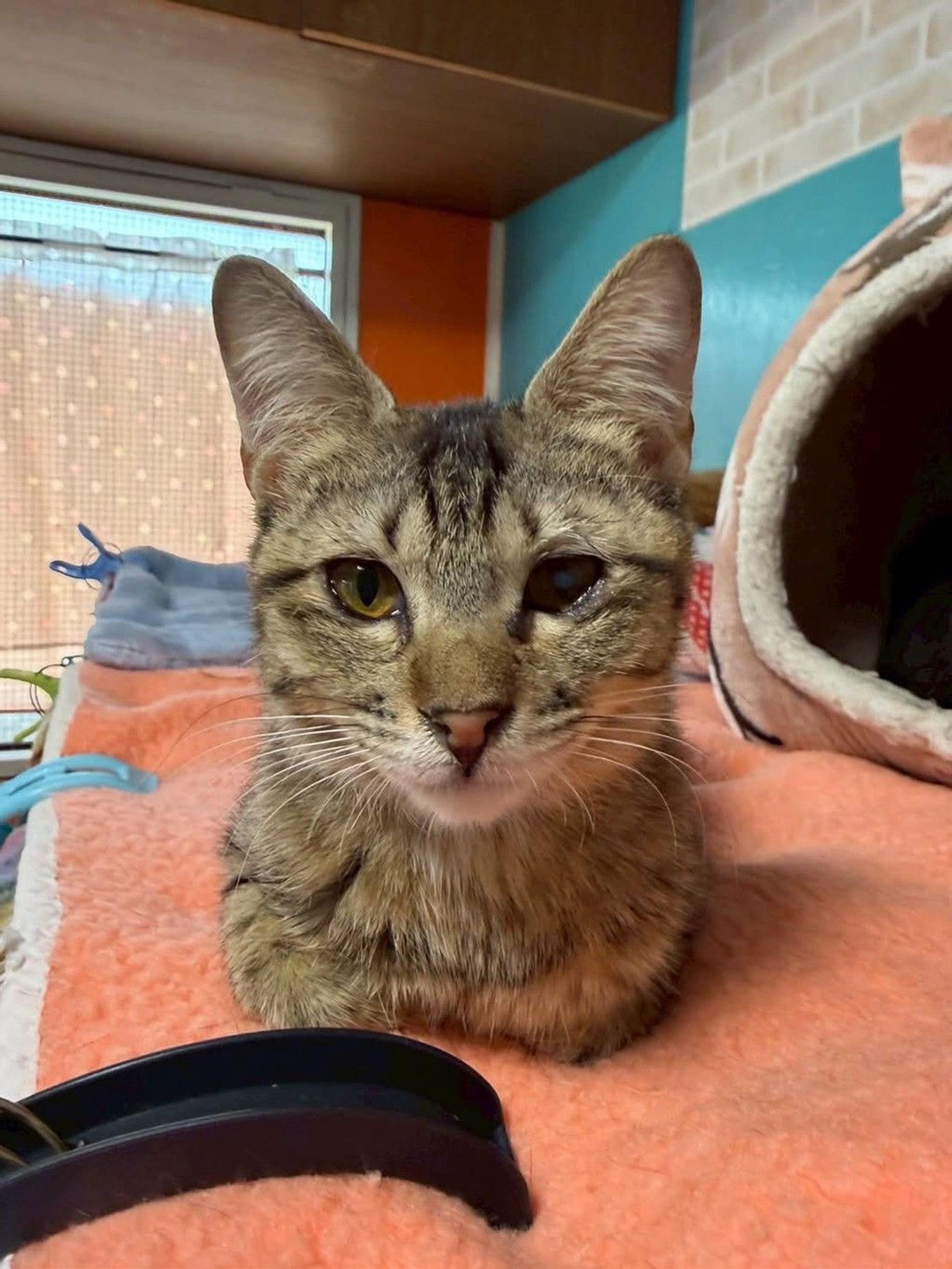 pet-image-5