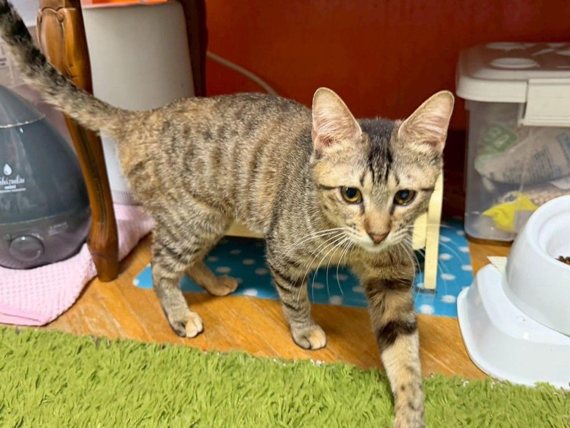 pet-image-6