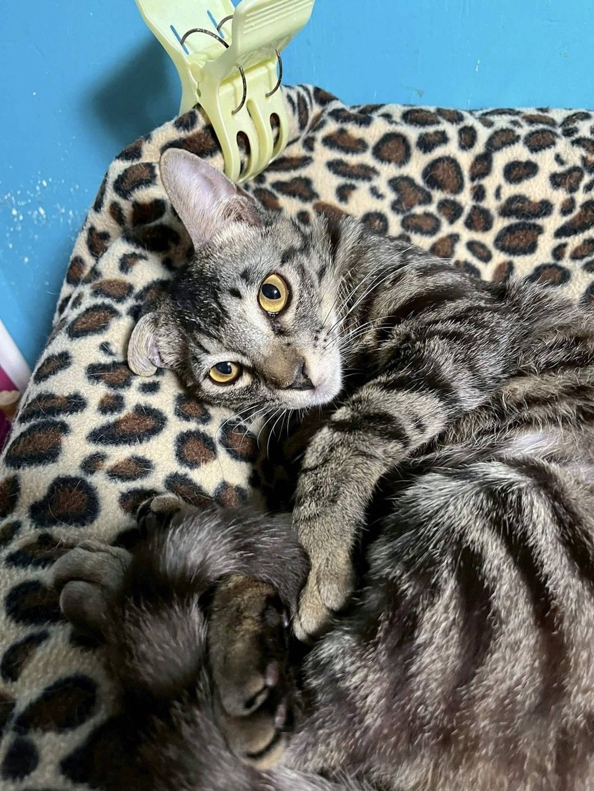 雑種（ミックス猫）・オスの里親募集の写真