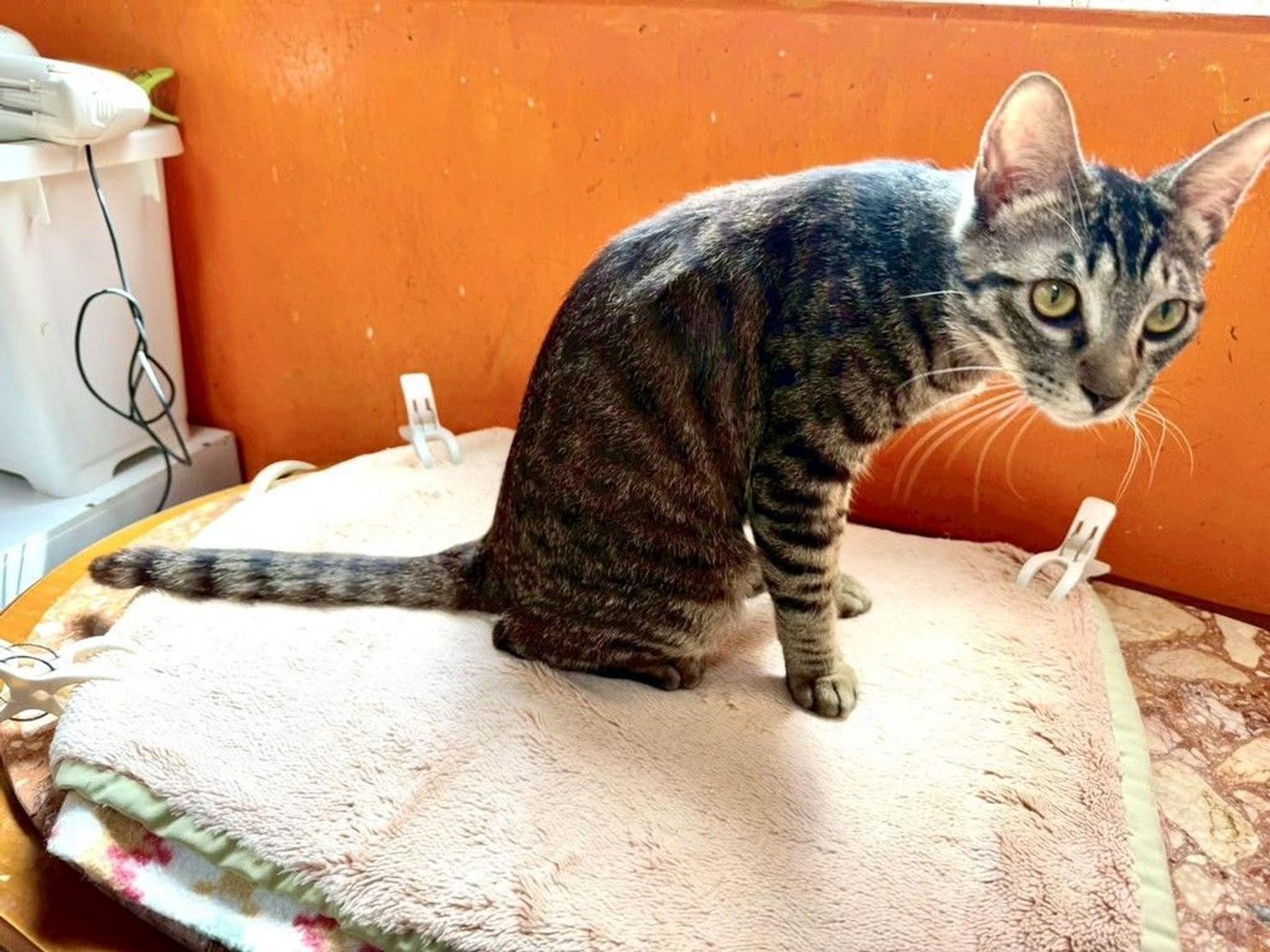 pet-image-4