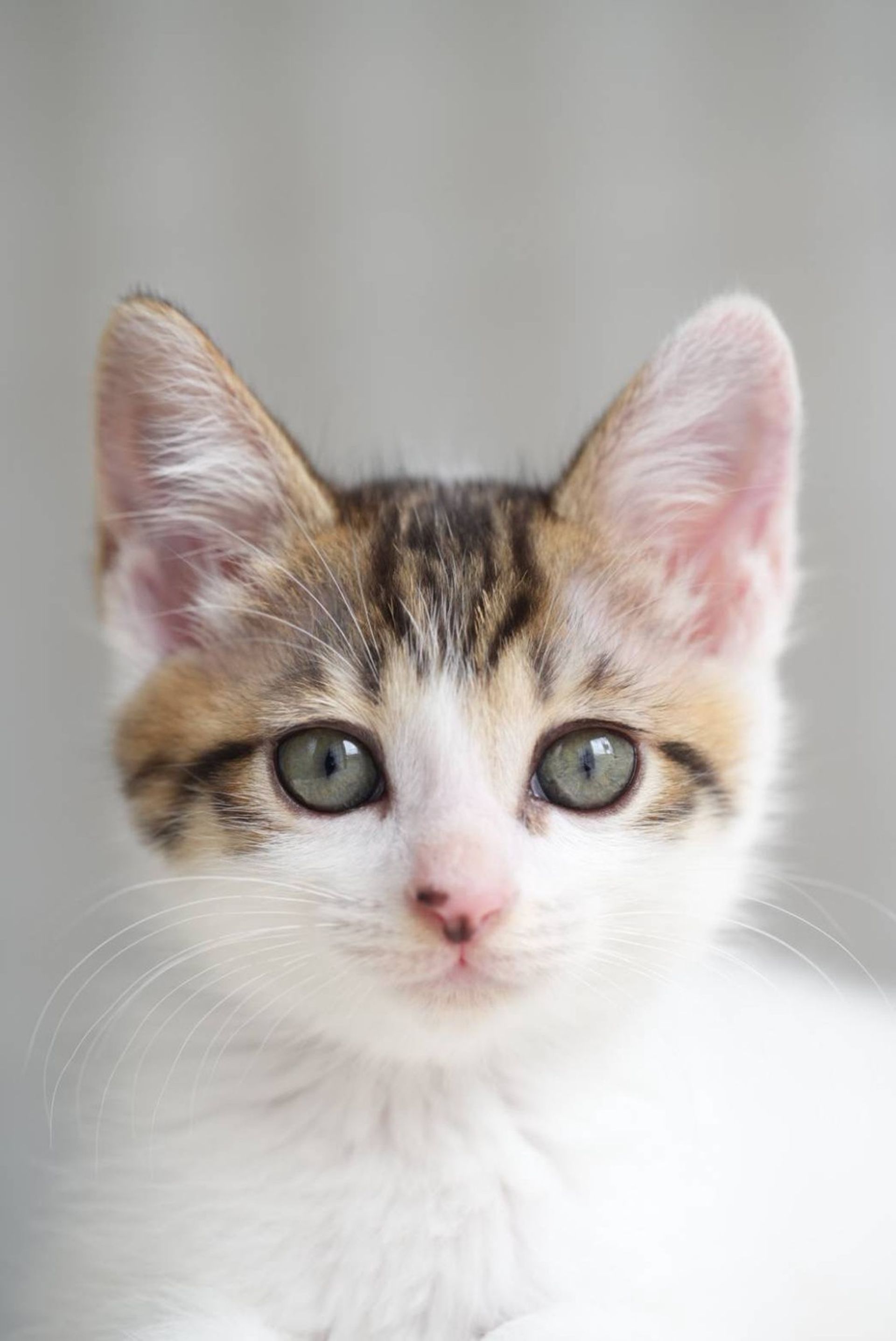雑種（ミックス猫）・オスの里親募集の写真