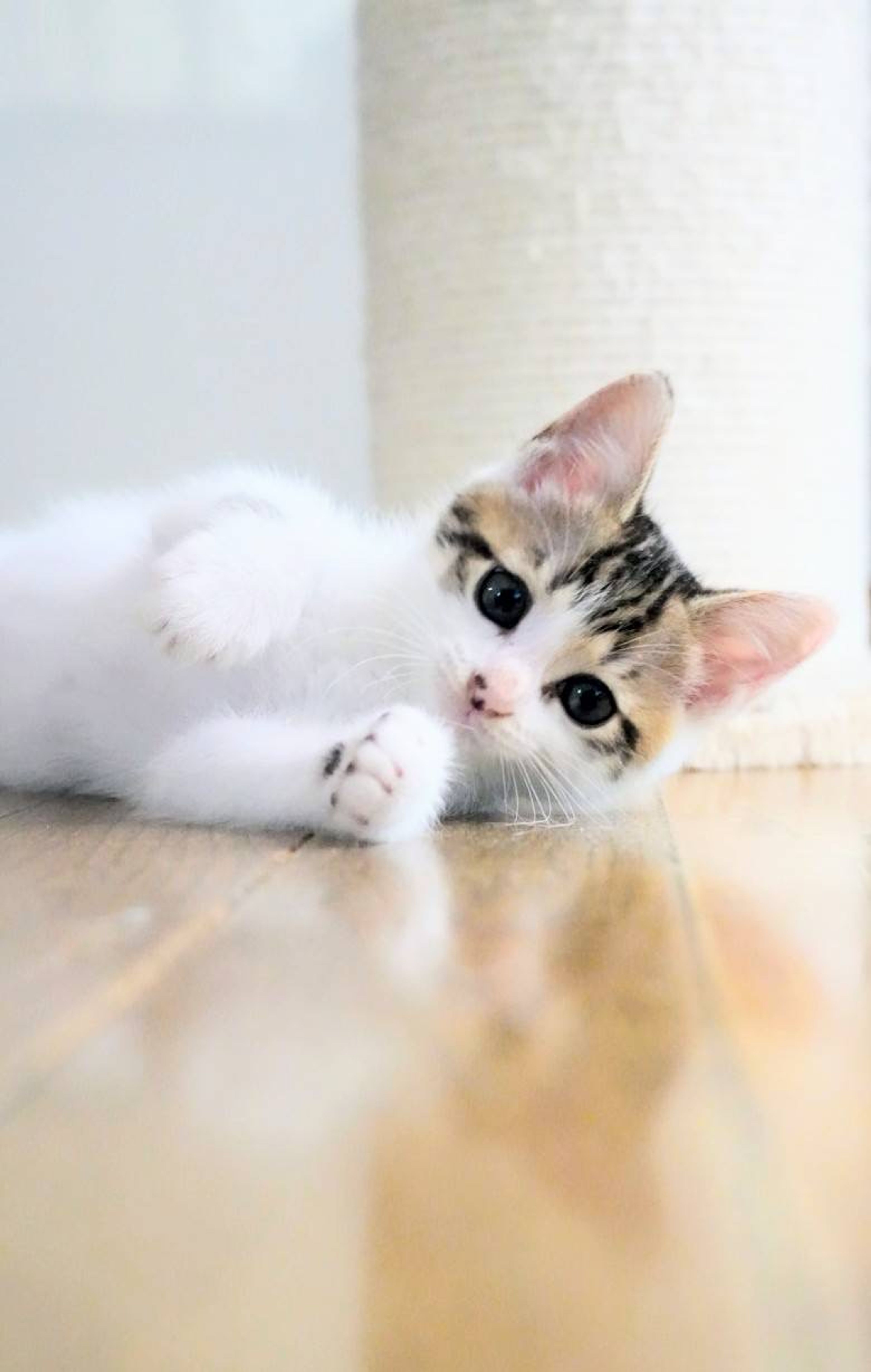 pet-image-2