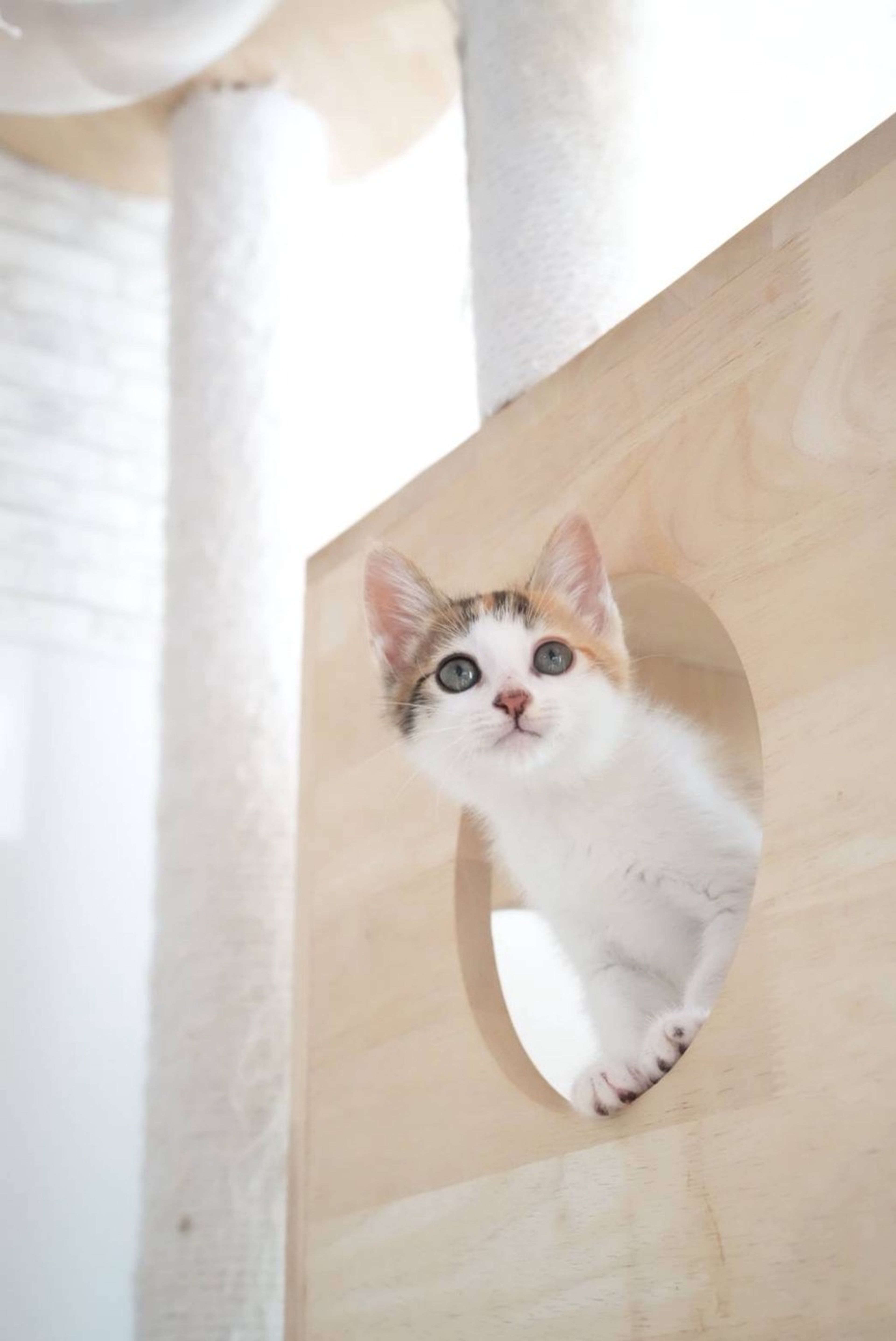 pet-image-4