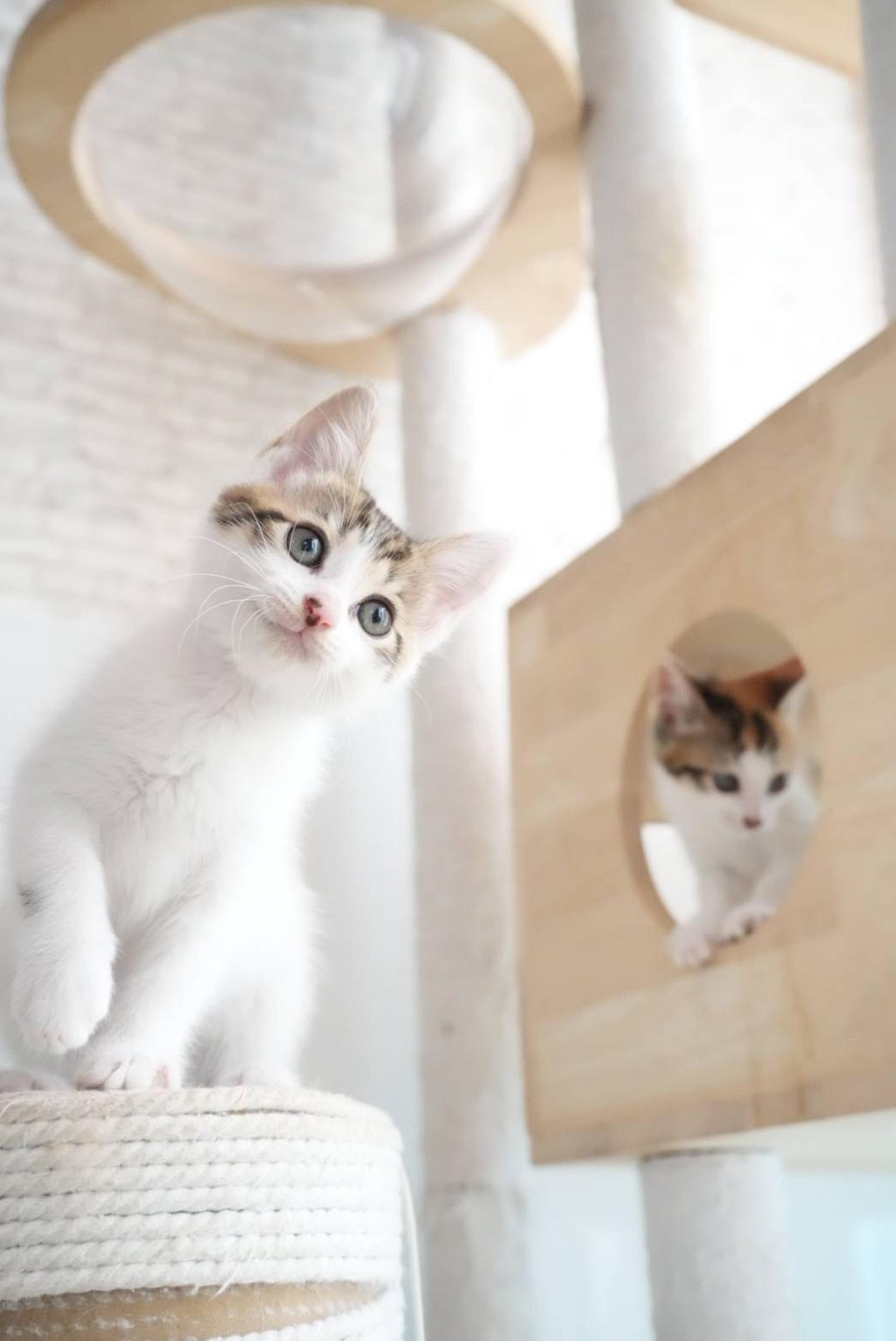 pet-image-5