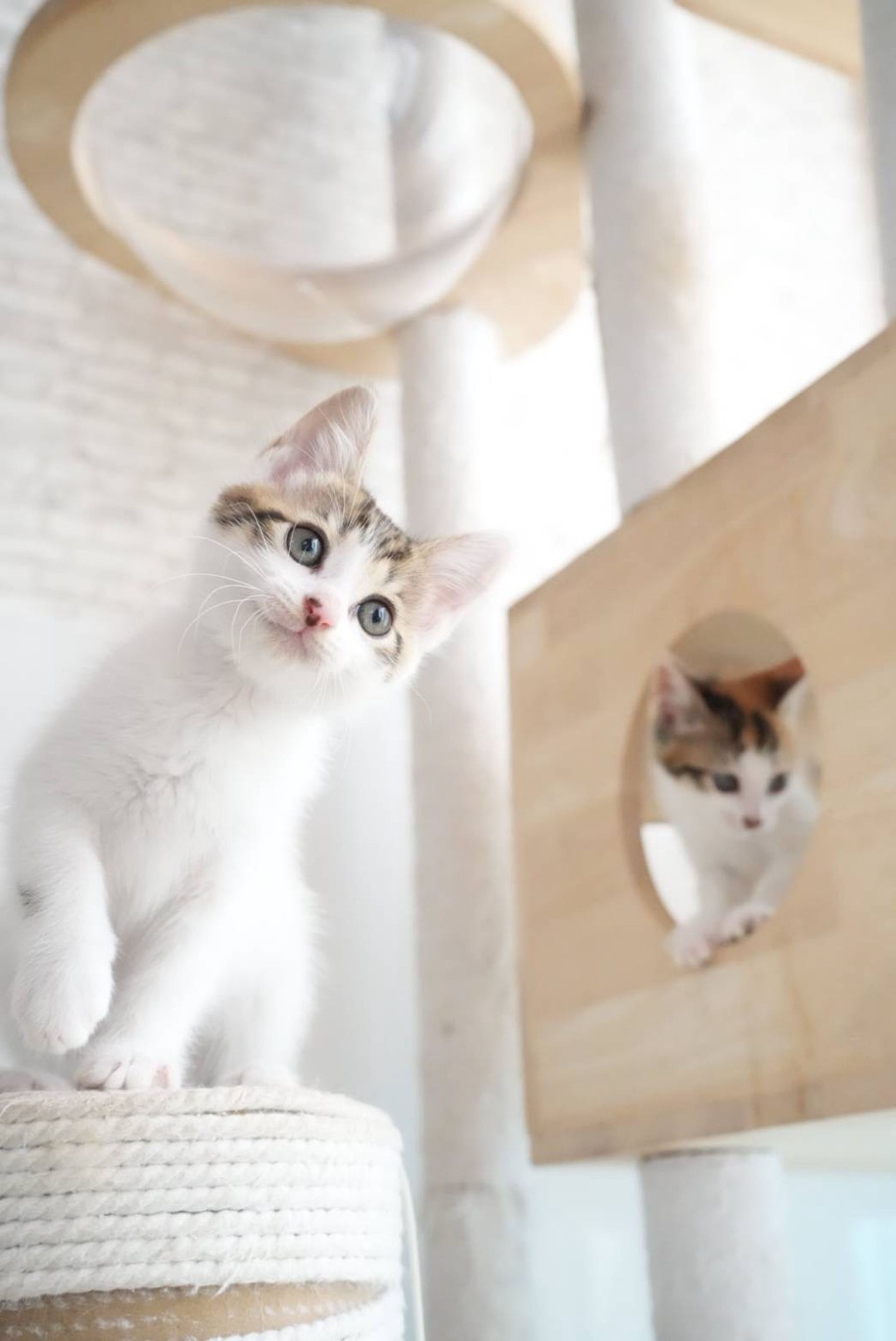 pet-image-5
