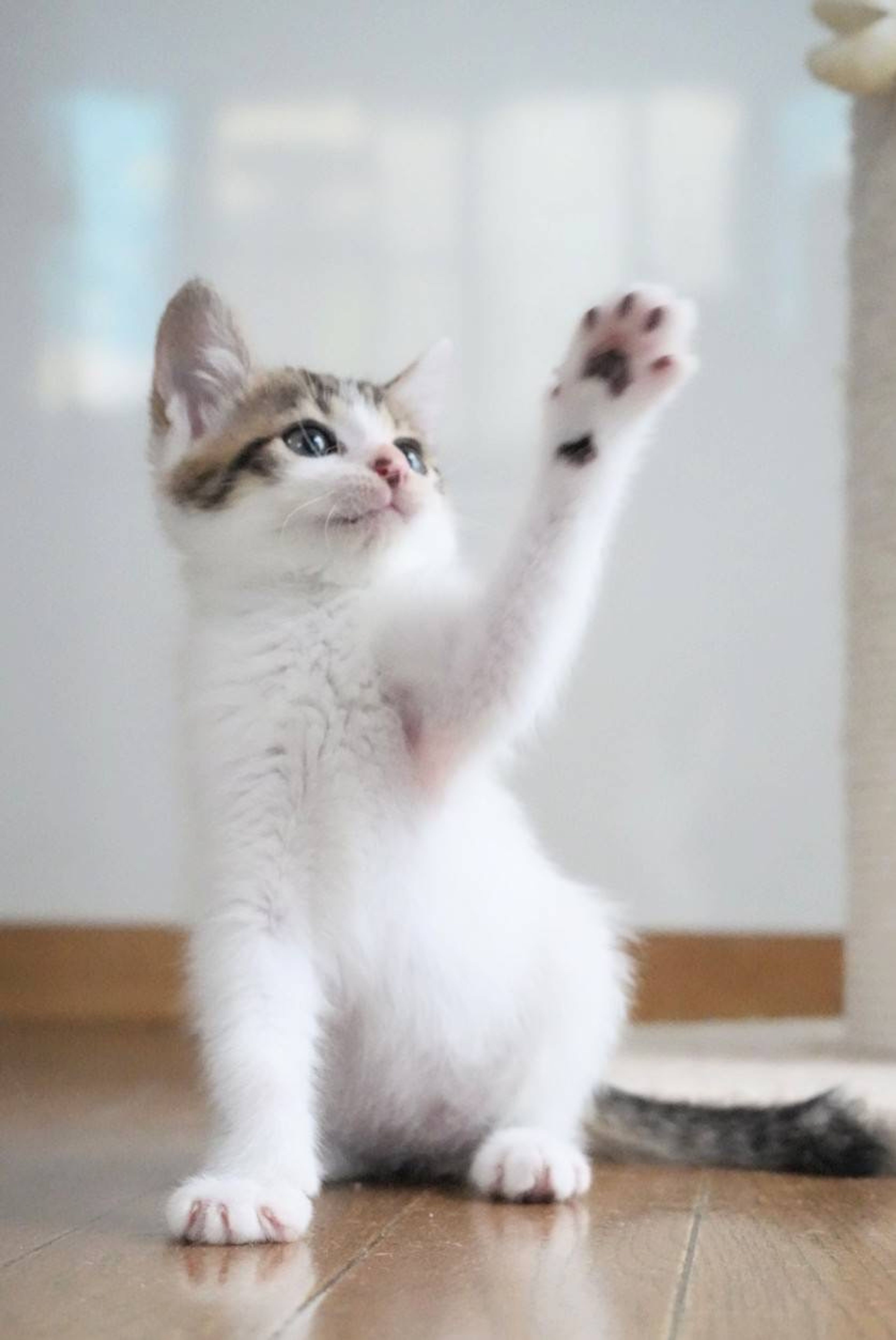 pet-image-6