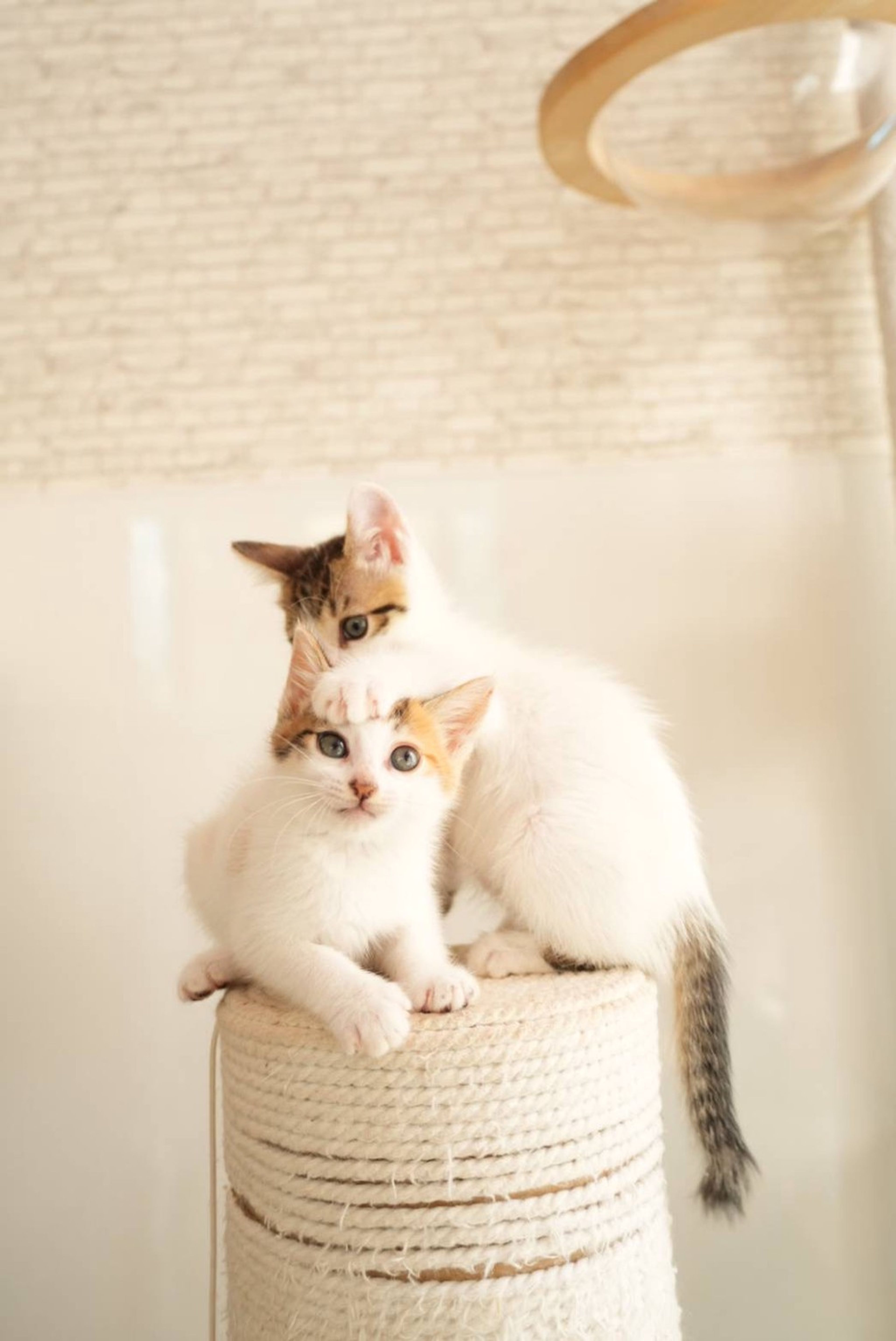 pet-image-8