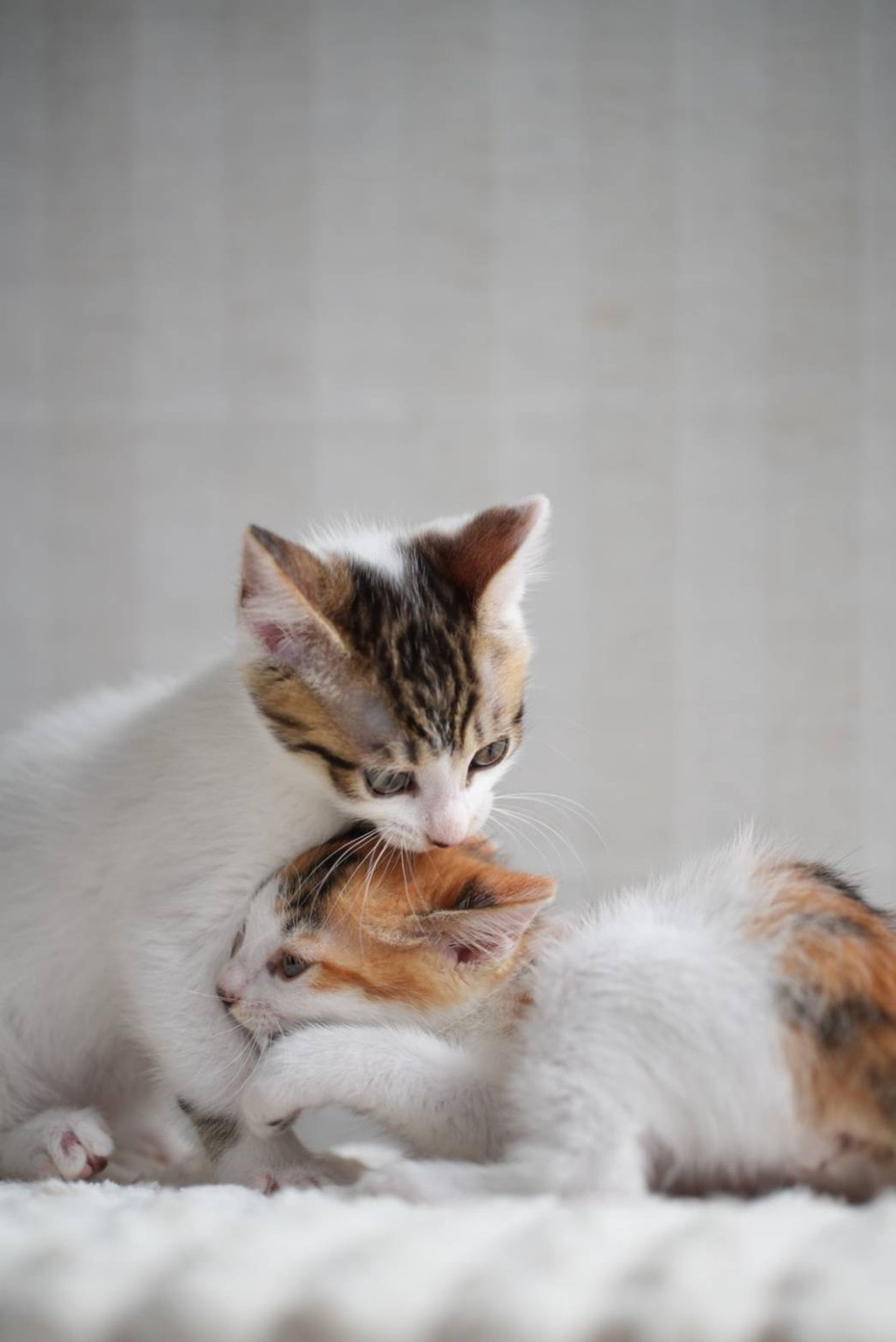 pet-image-9