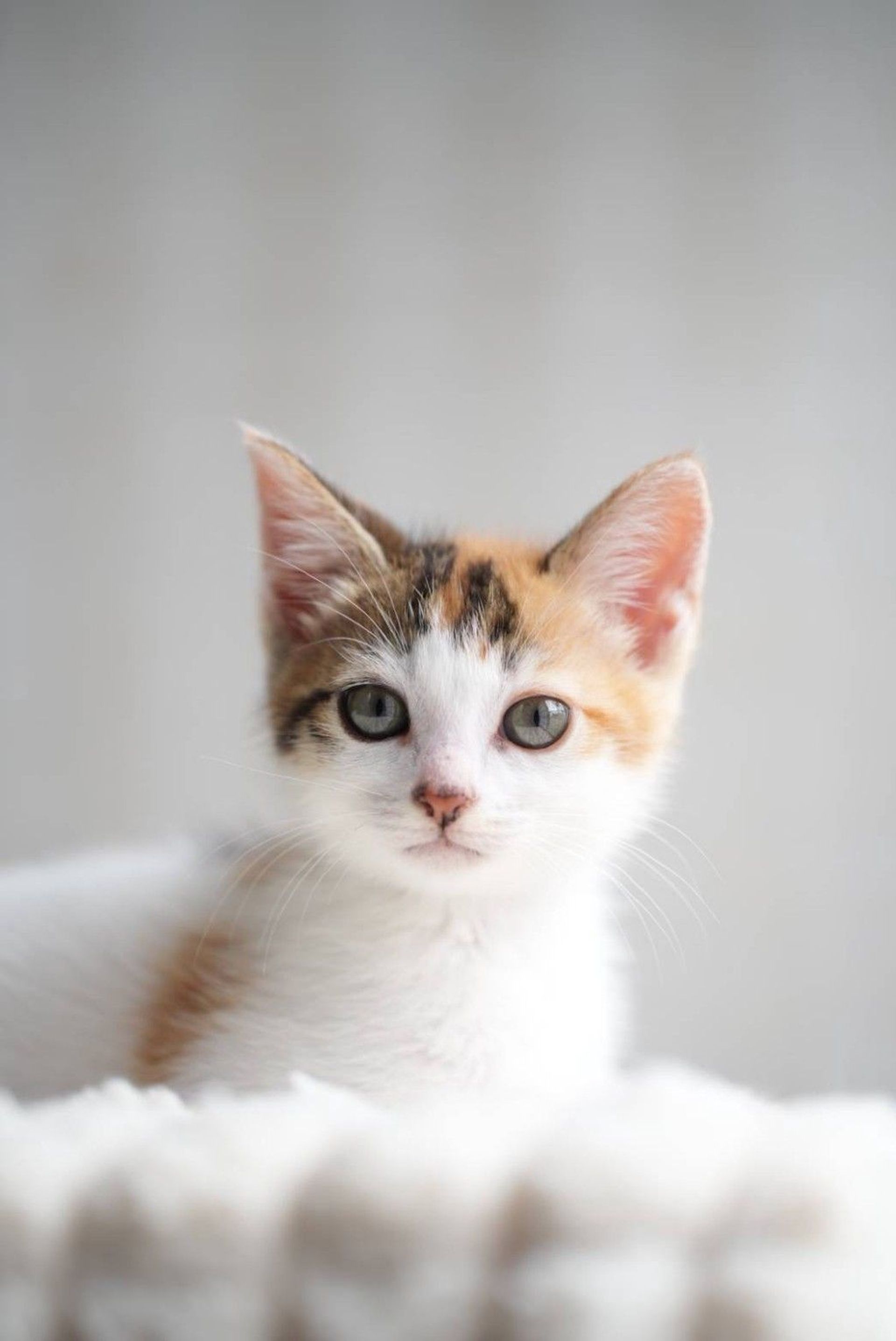 雑種（ミックス猫）・メスの里親募集の写真