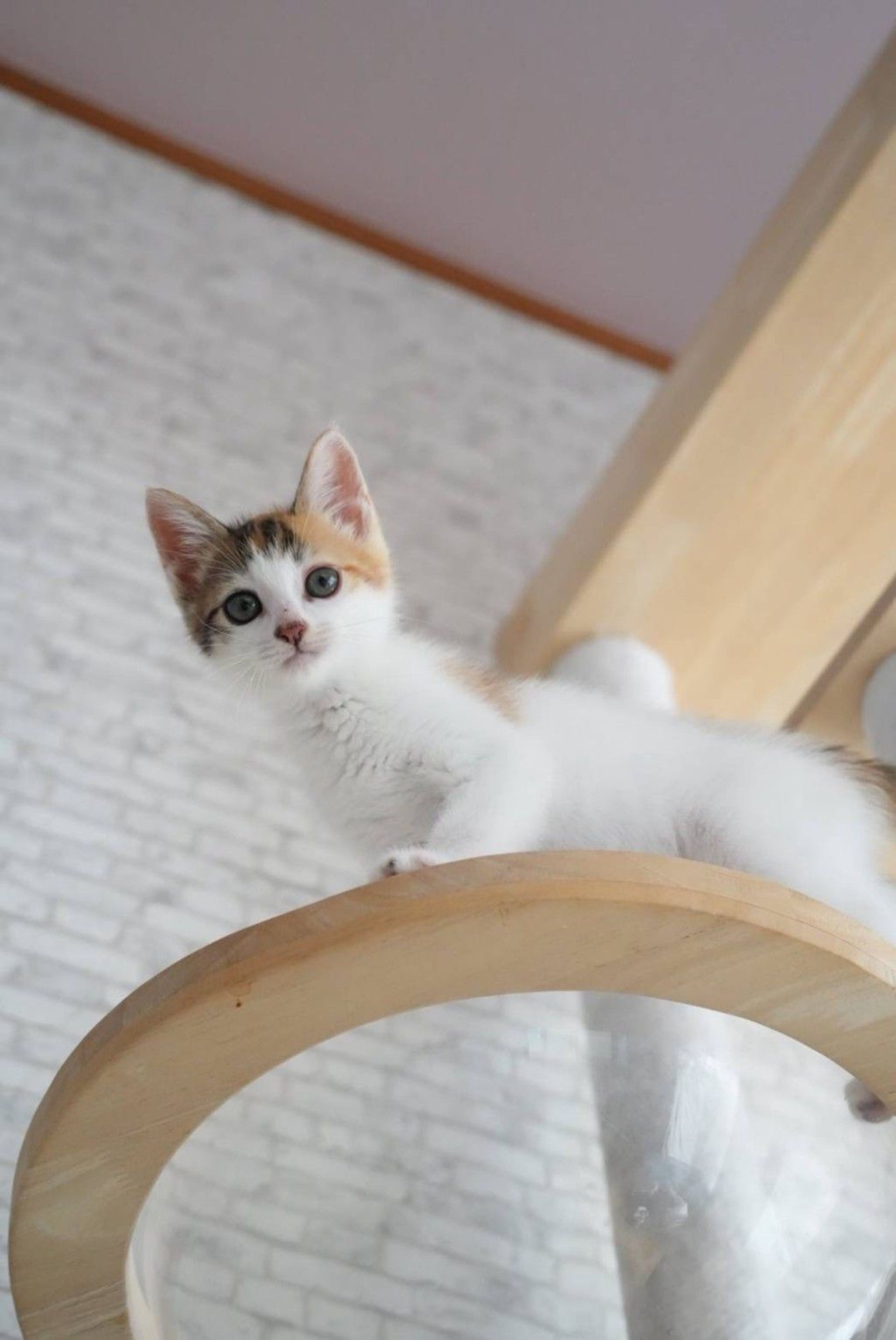 pet-image-3