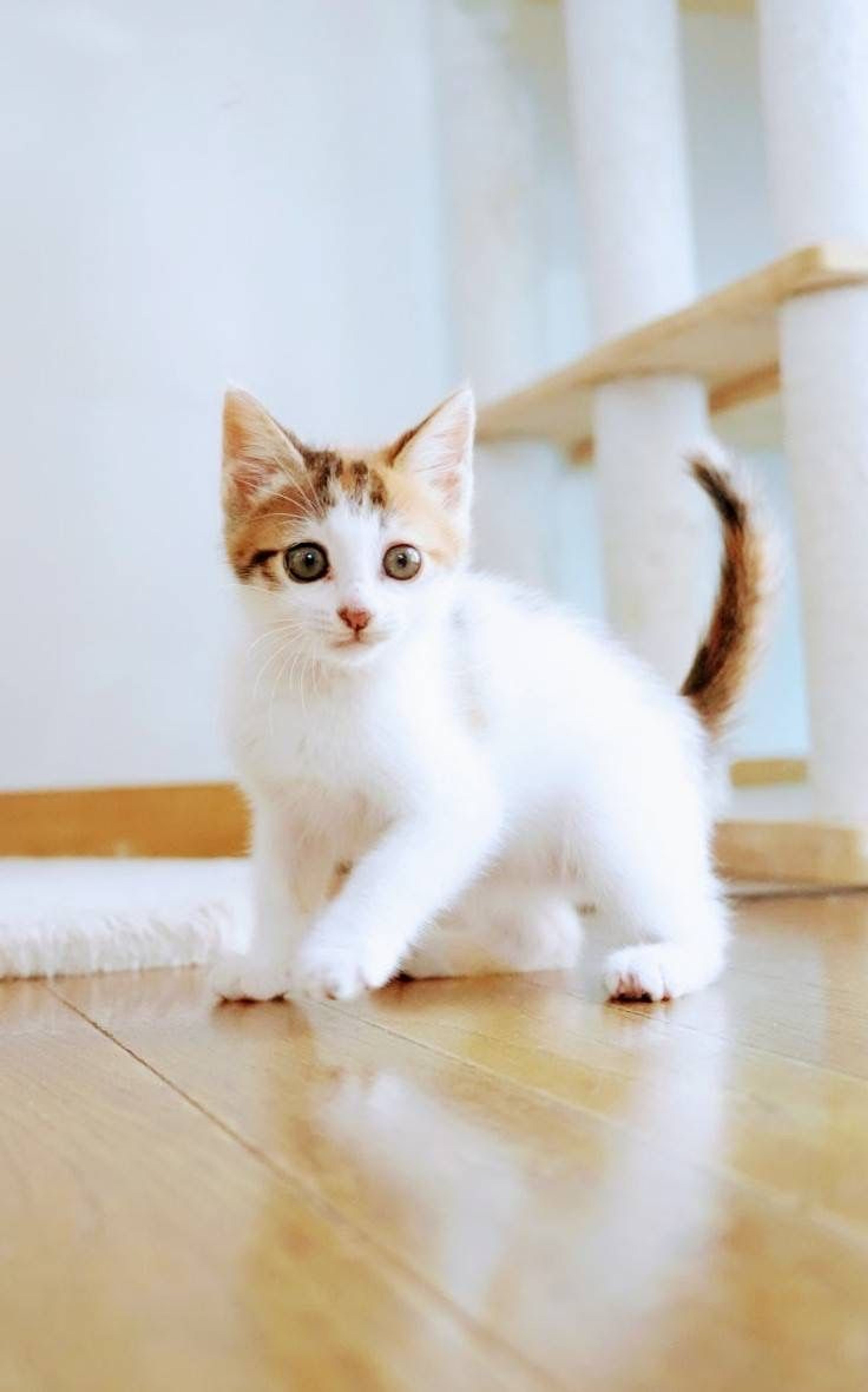 pet-image-4