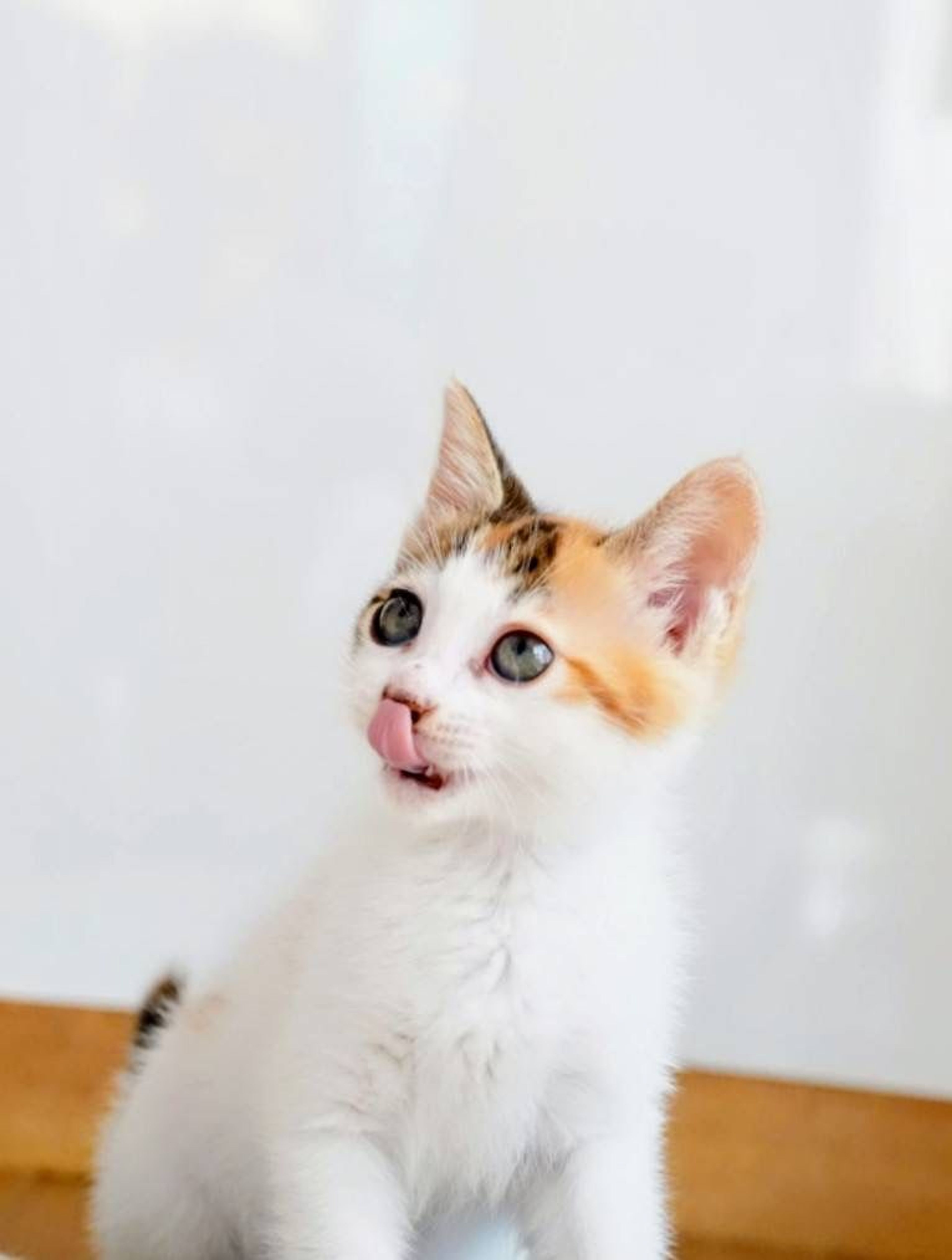 pet-image-5
