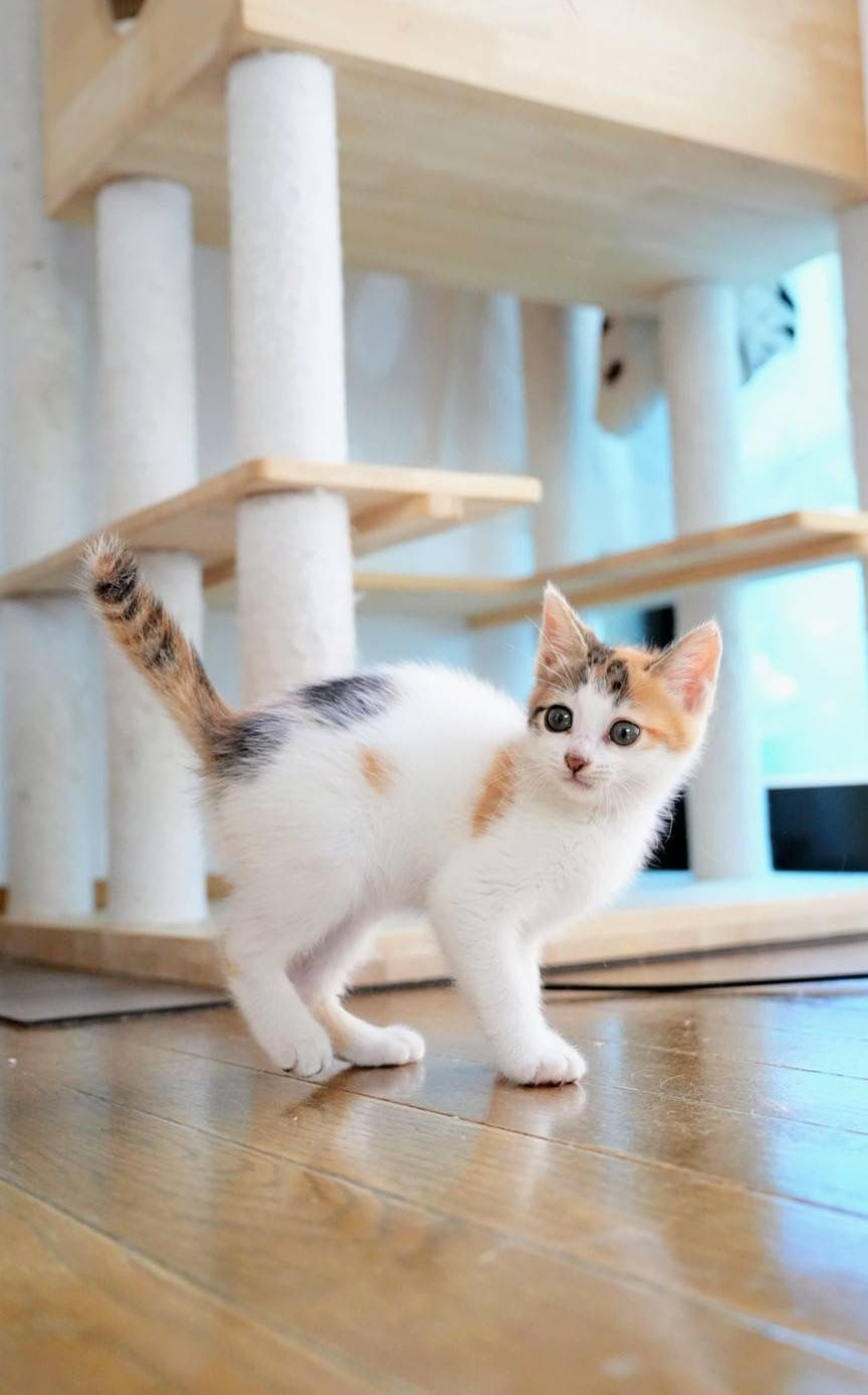 pet-image-6