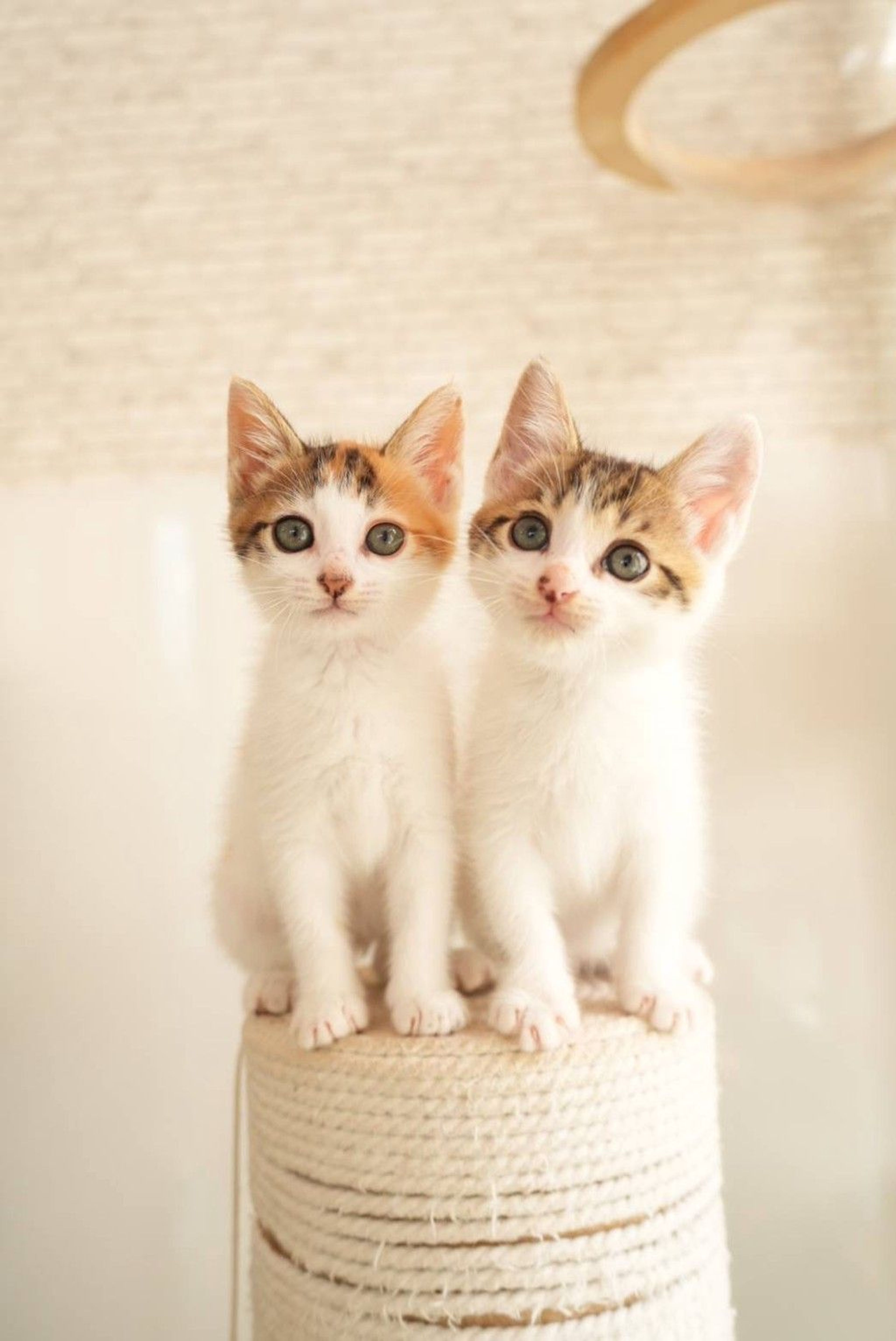 pet-image-7