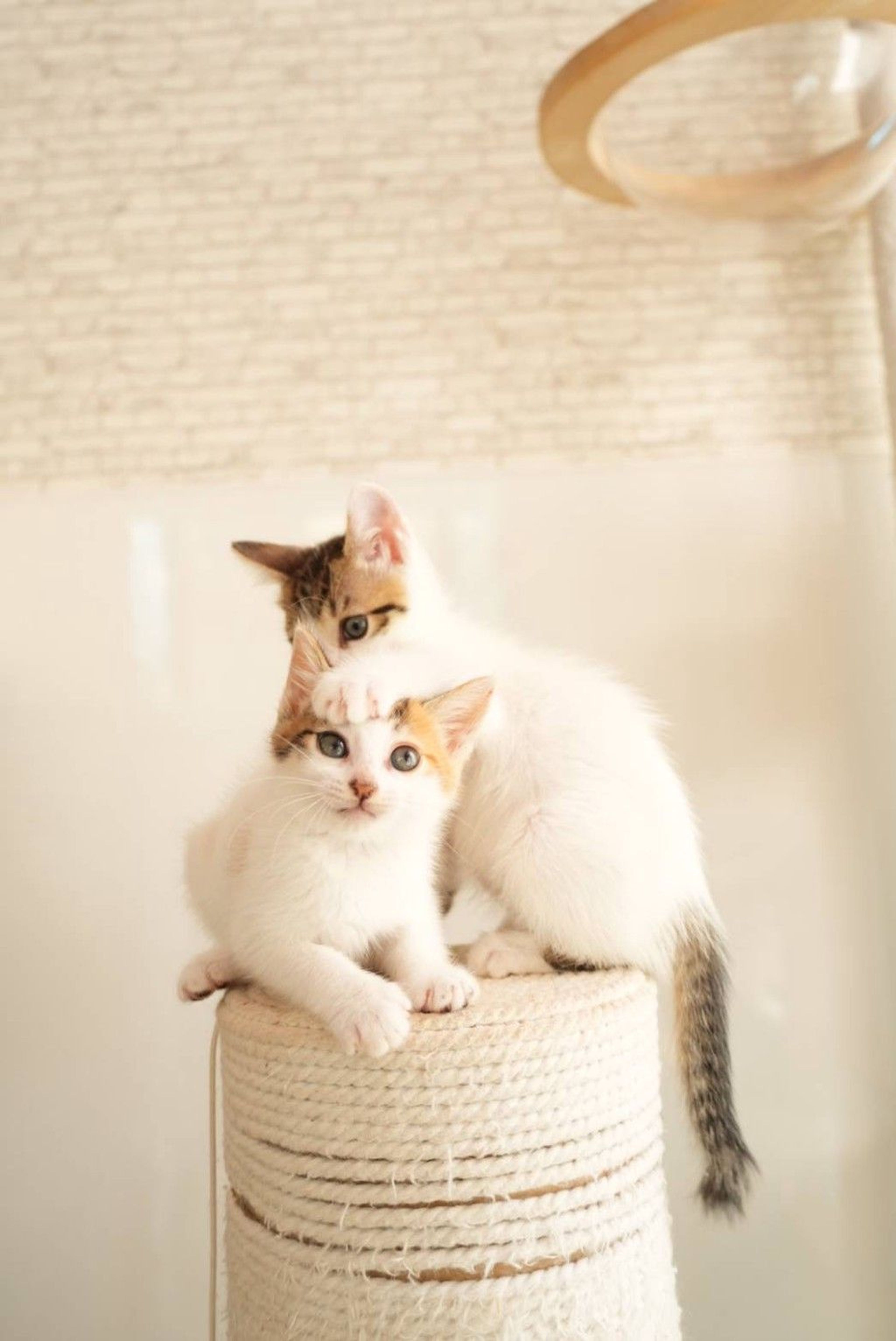 pet-image-8
