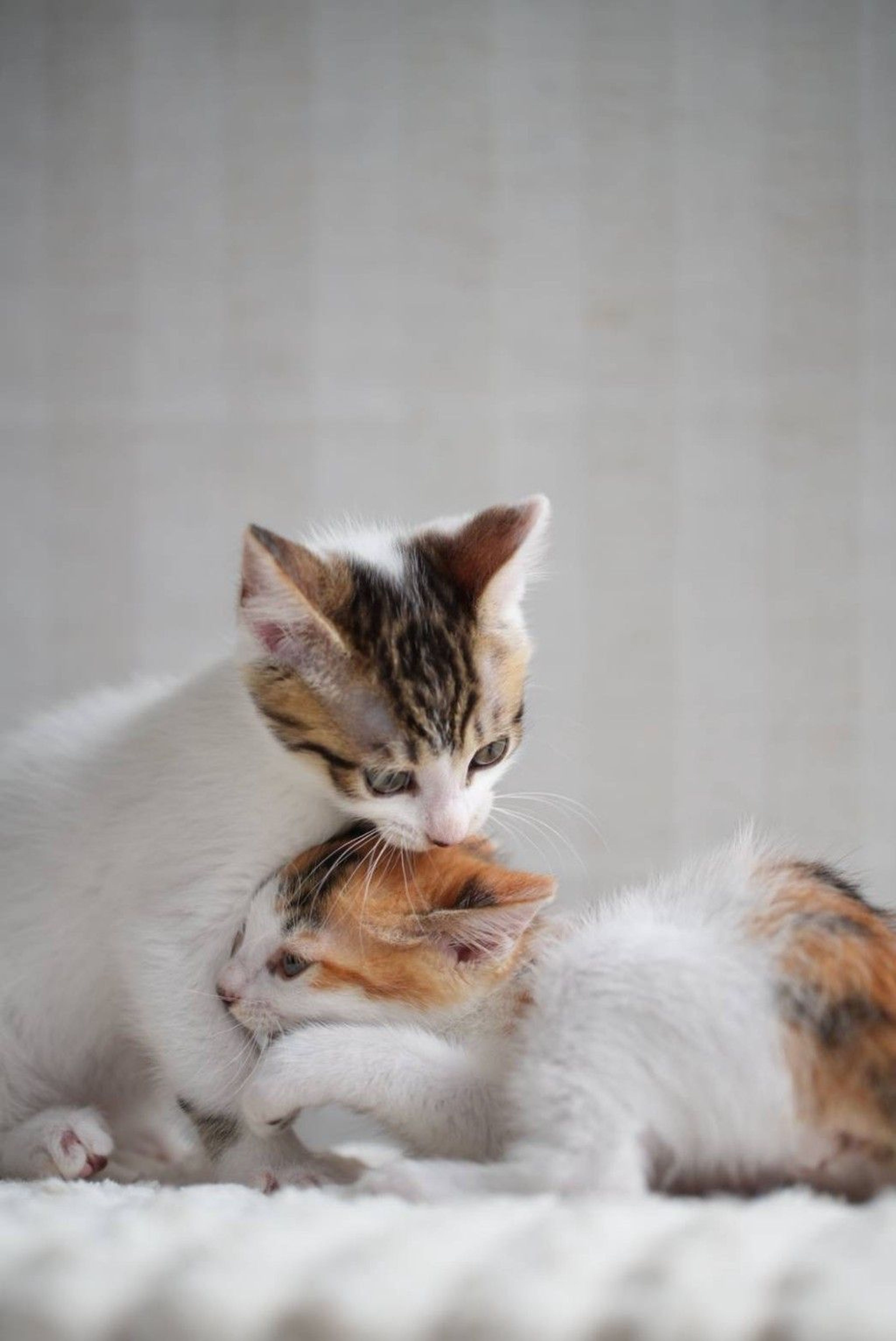 pet-image-9