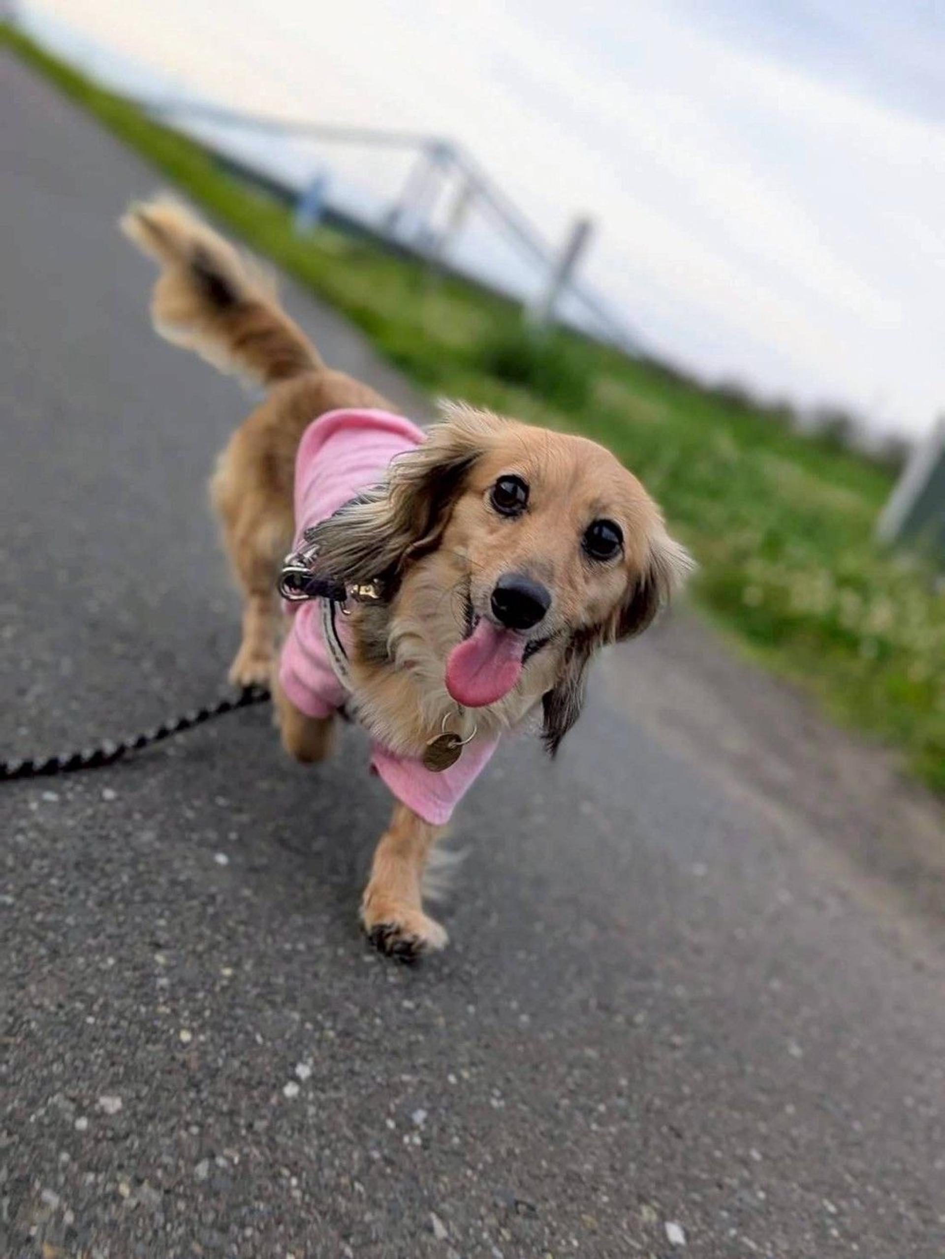 pet-image-5