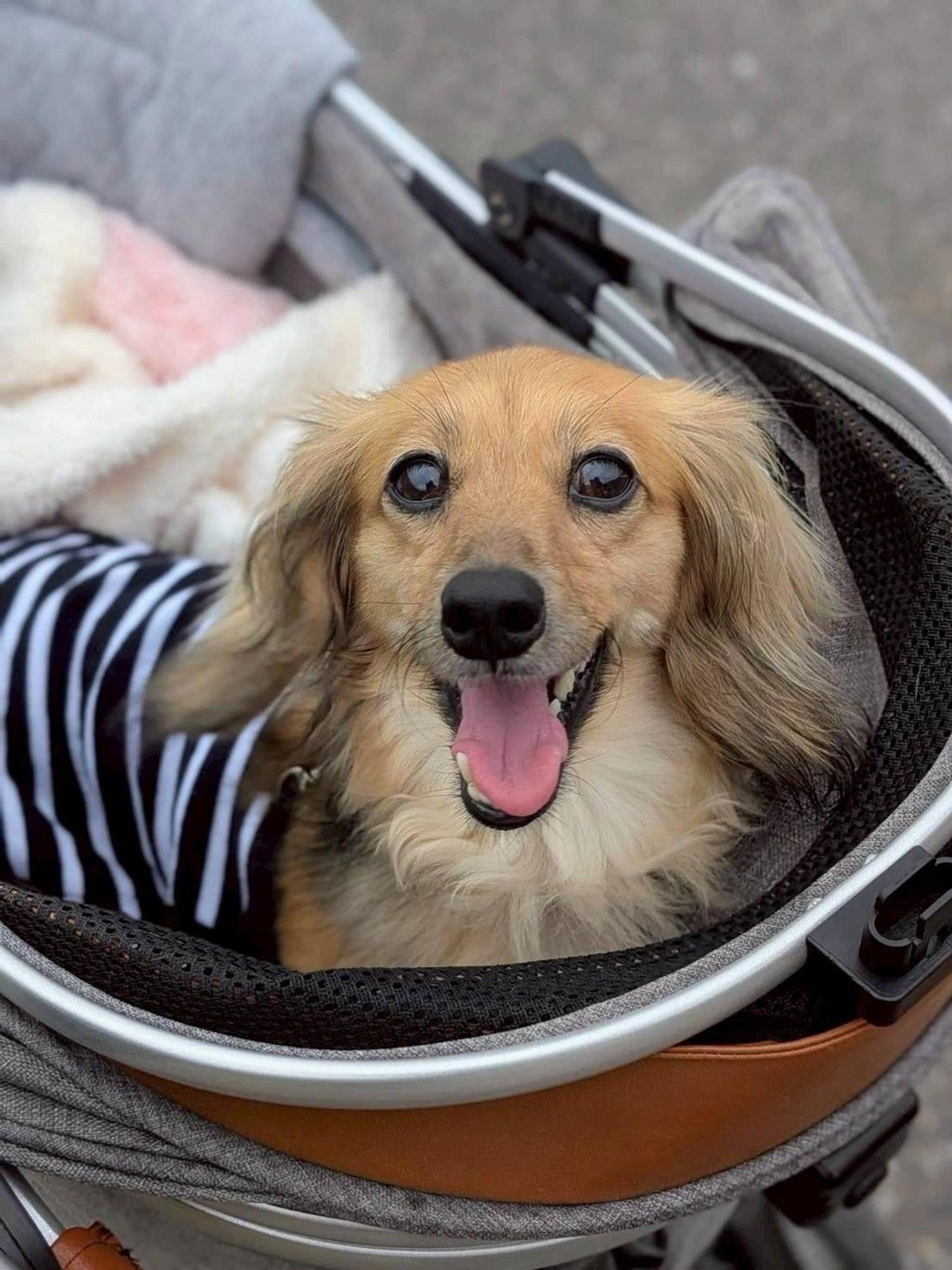 pet-image-6