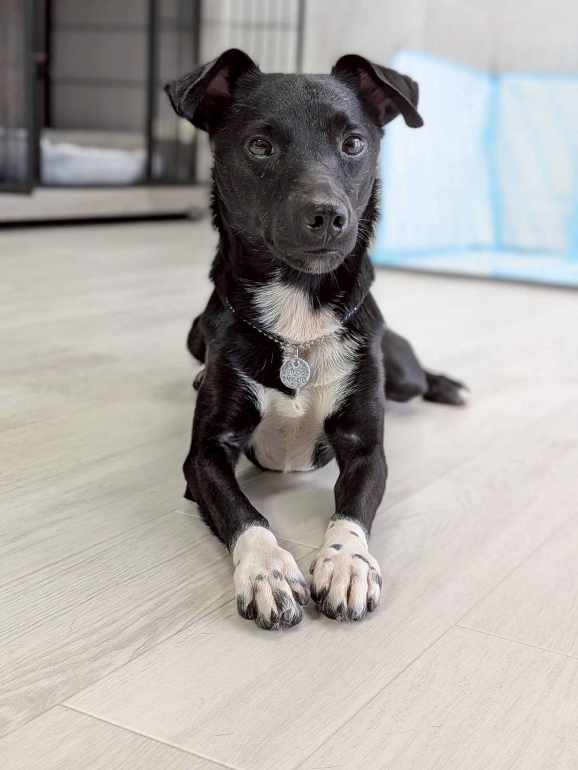 雑種（ミックス犬）・オスの里親募集の写真