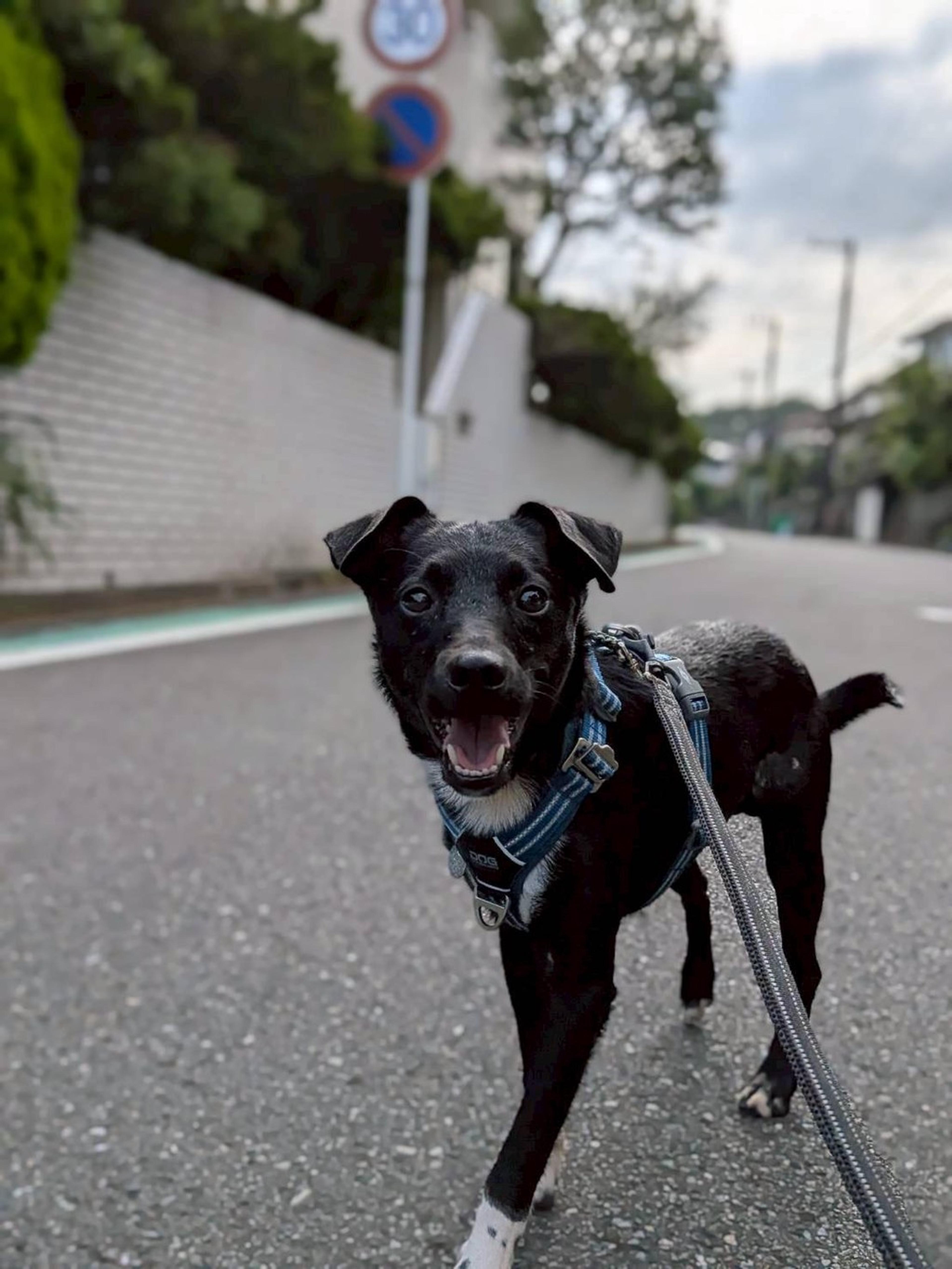 pet-image-2