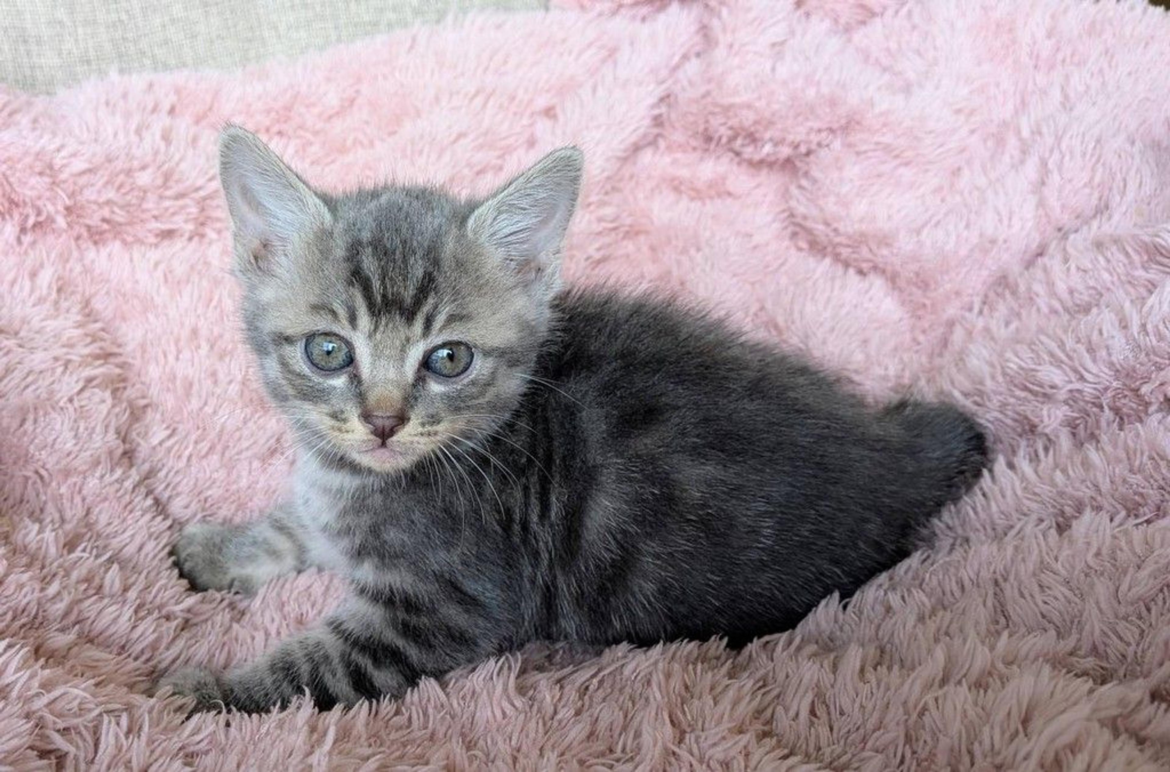 pet-image-3