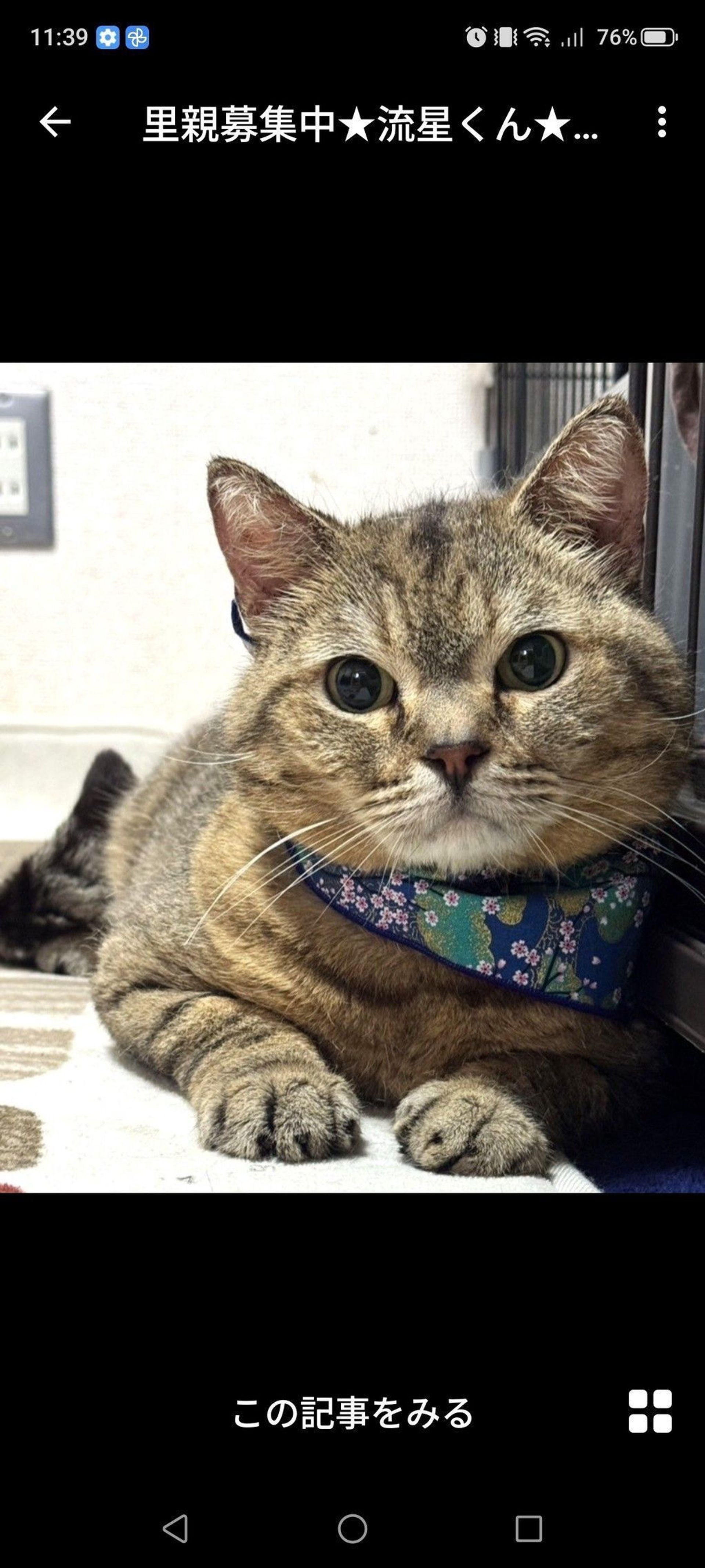 雑種（ミックス猫）・オスの里親募集の写真