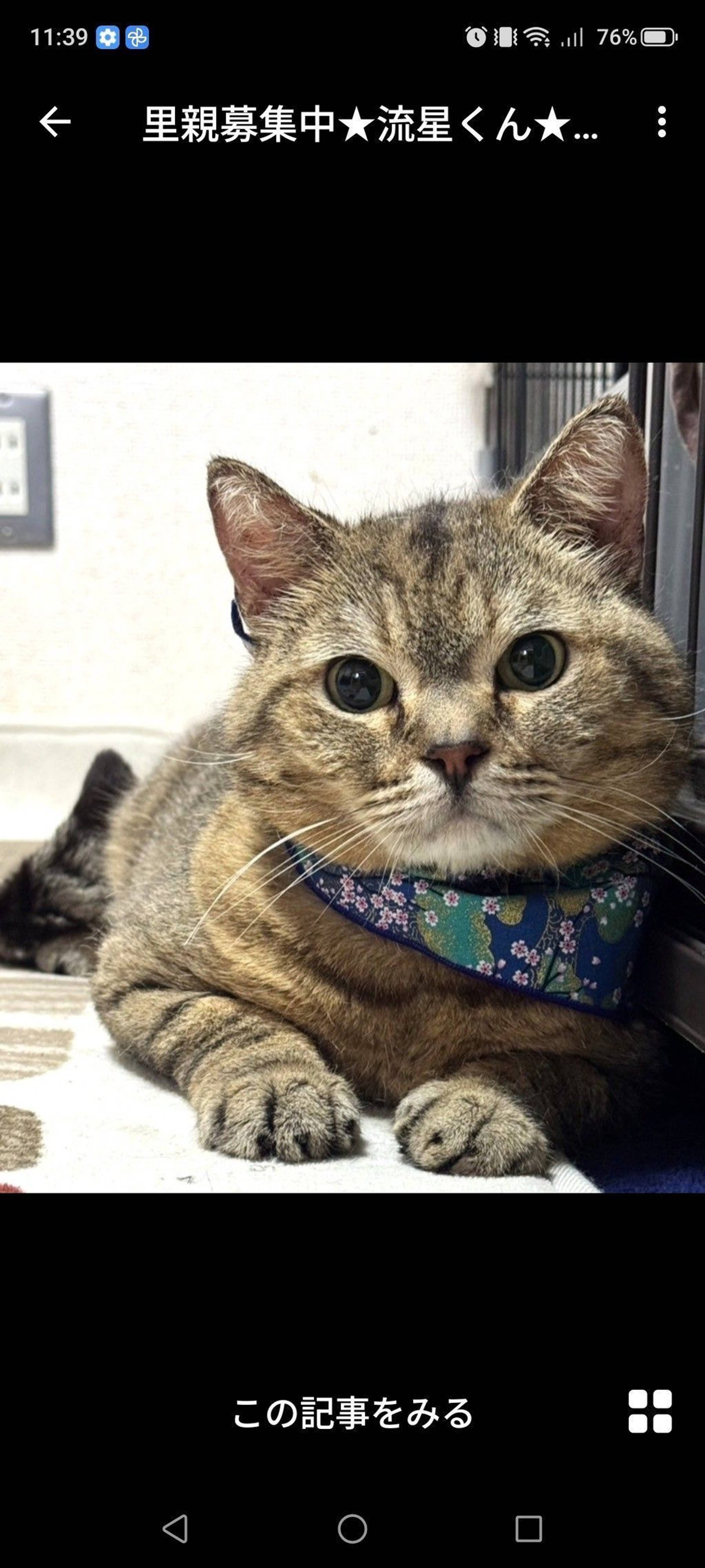 雑種（ミックス猫）・オスの里親募集の写真