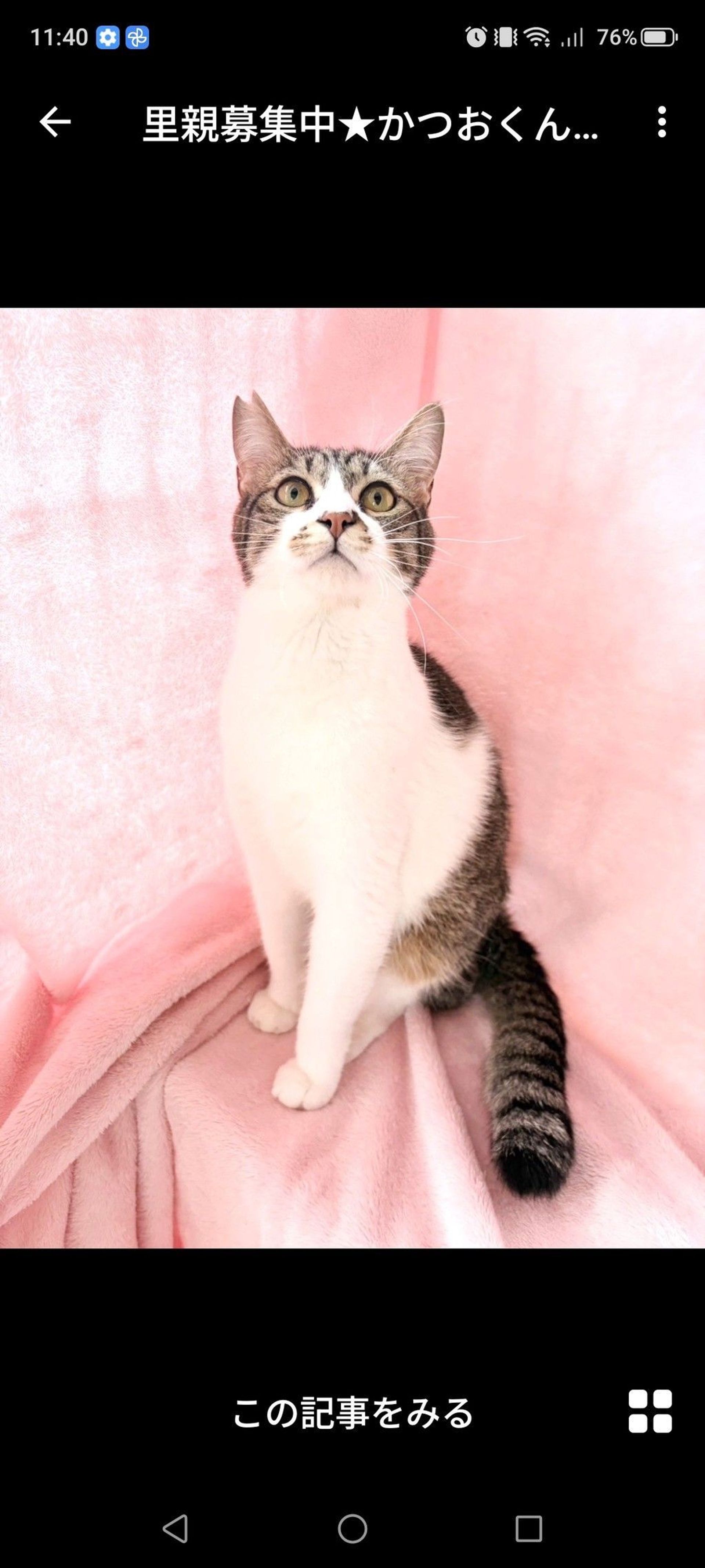 雑種（ミックス猫）・オスの里親募集の写真