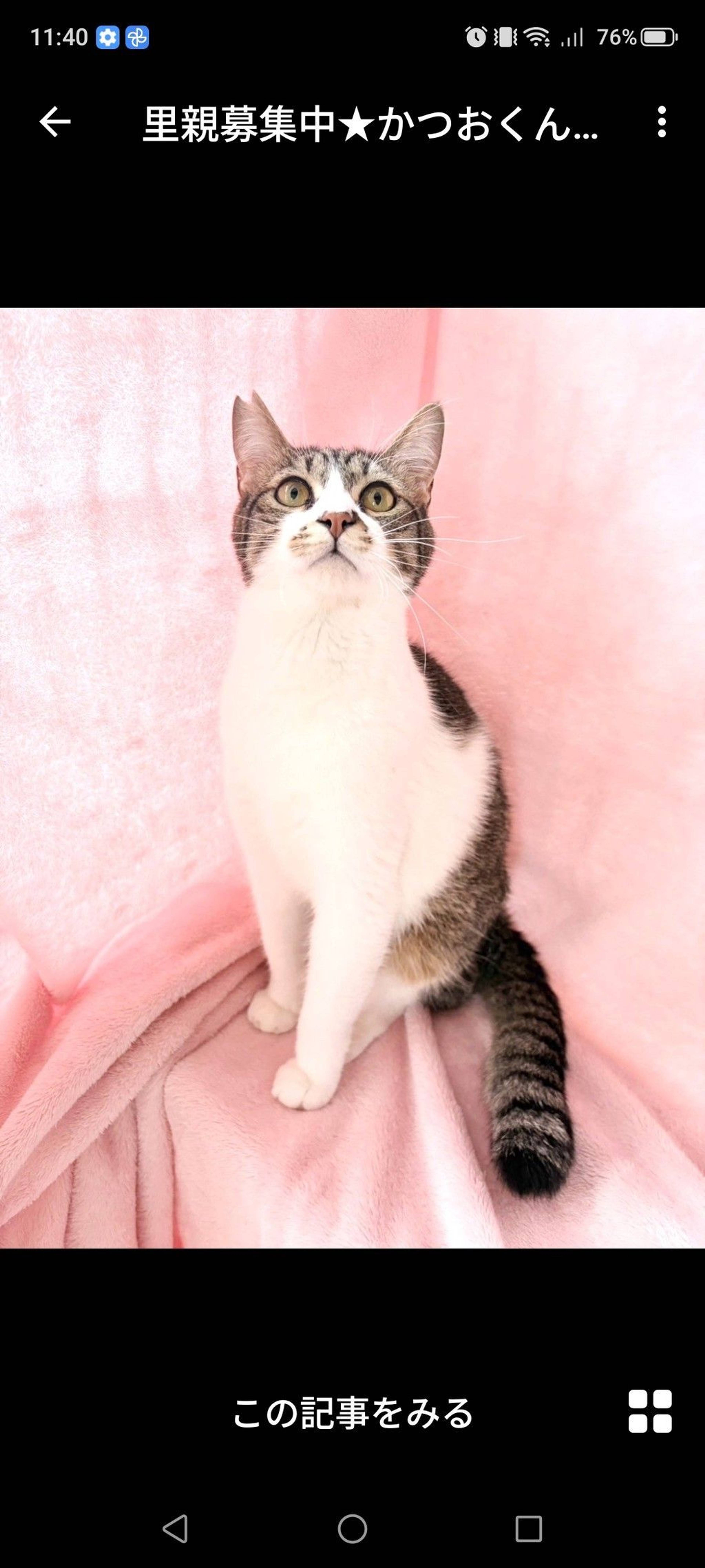 雑種（ミックス猫）・オスの里親募集の写真