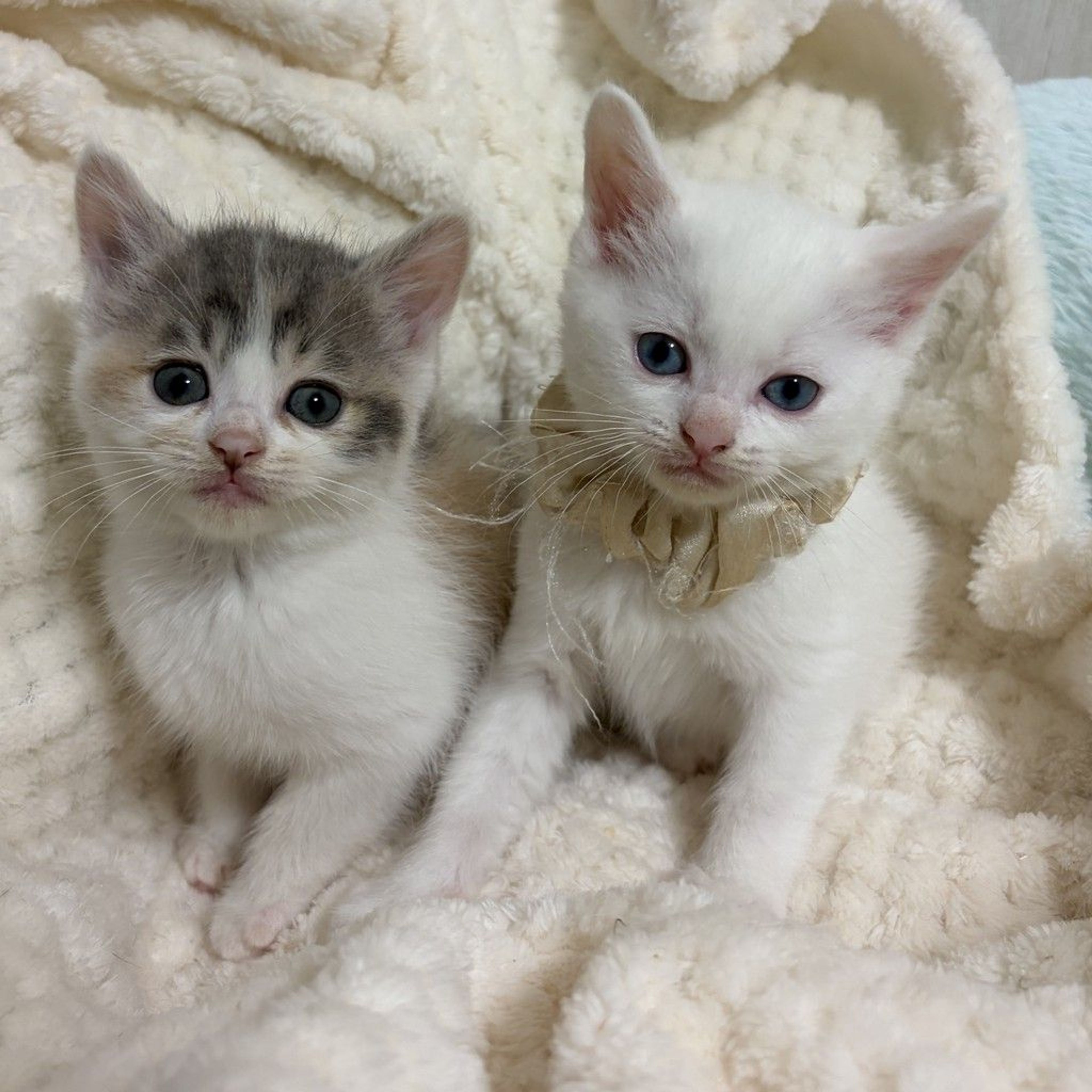pet-image-5