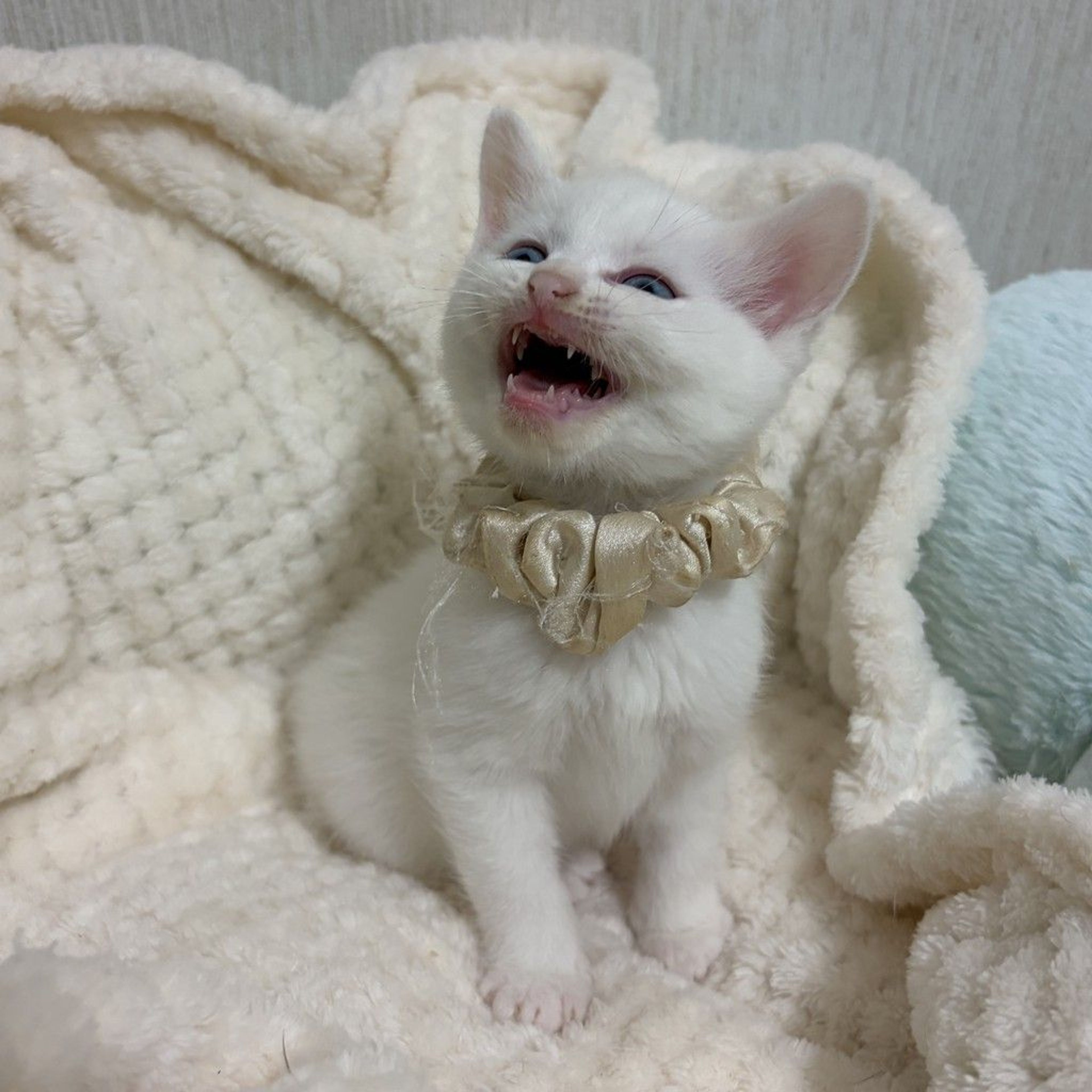 pet-image-6