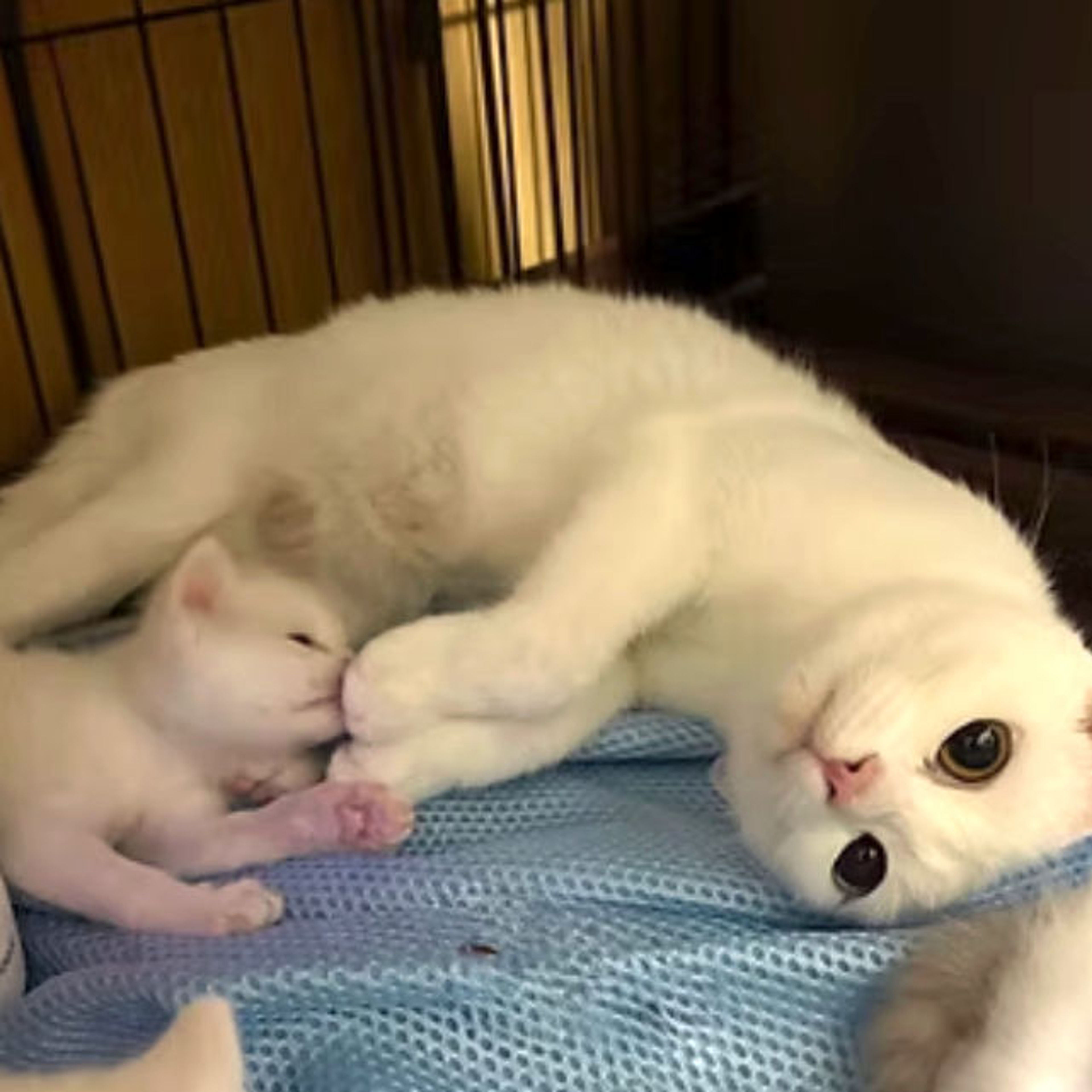 pet-image-8