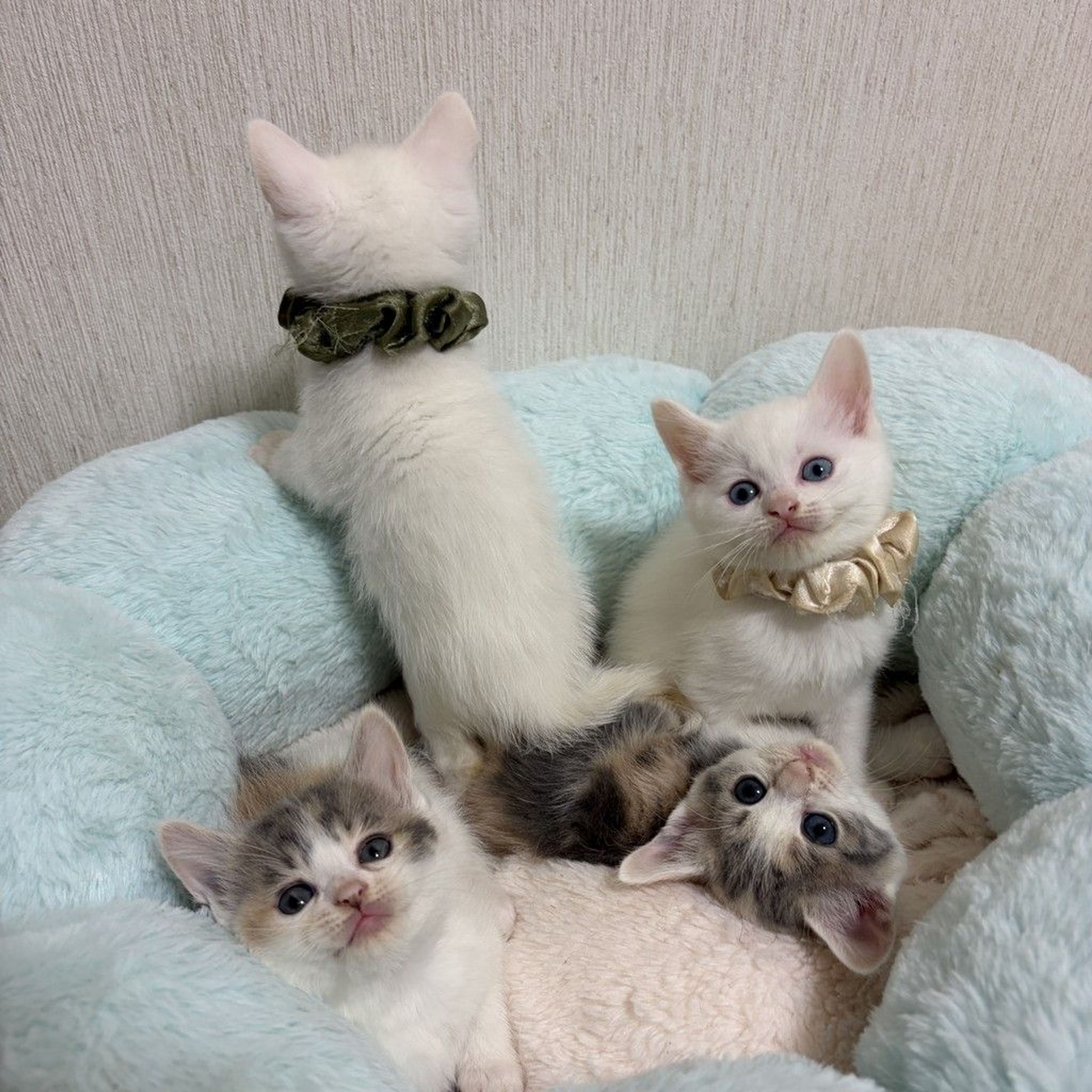 pet-image-9