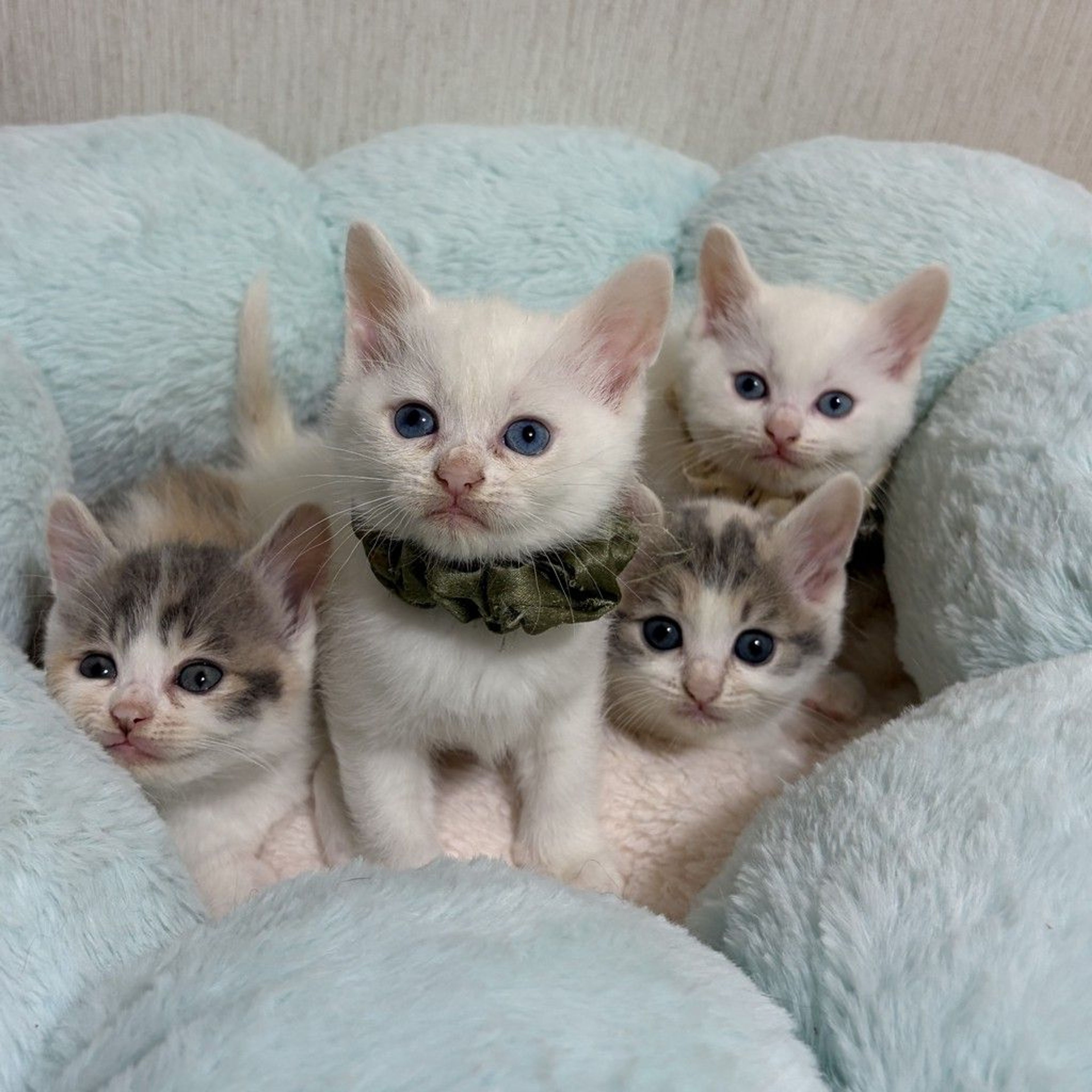 雑種（ミックス猫）・メスの里親募集の写真