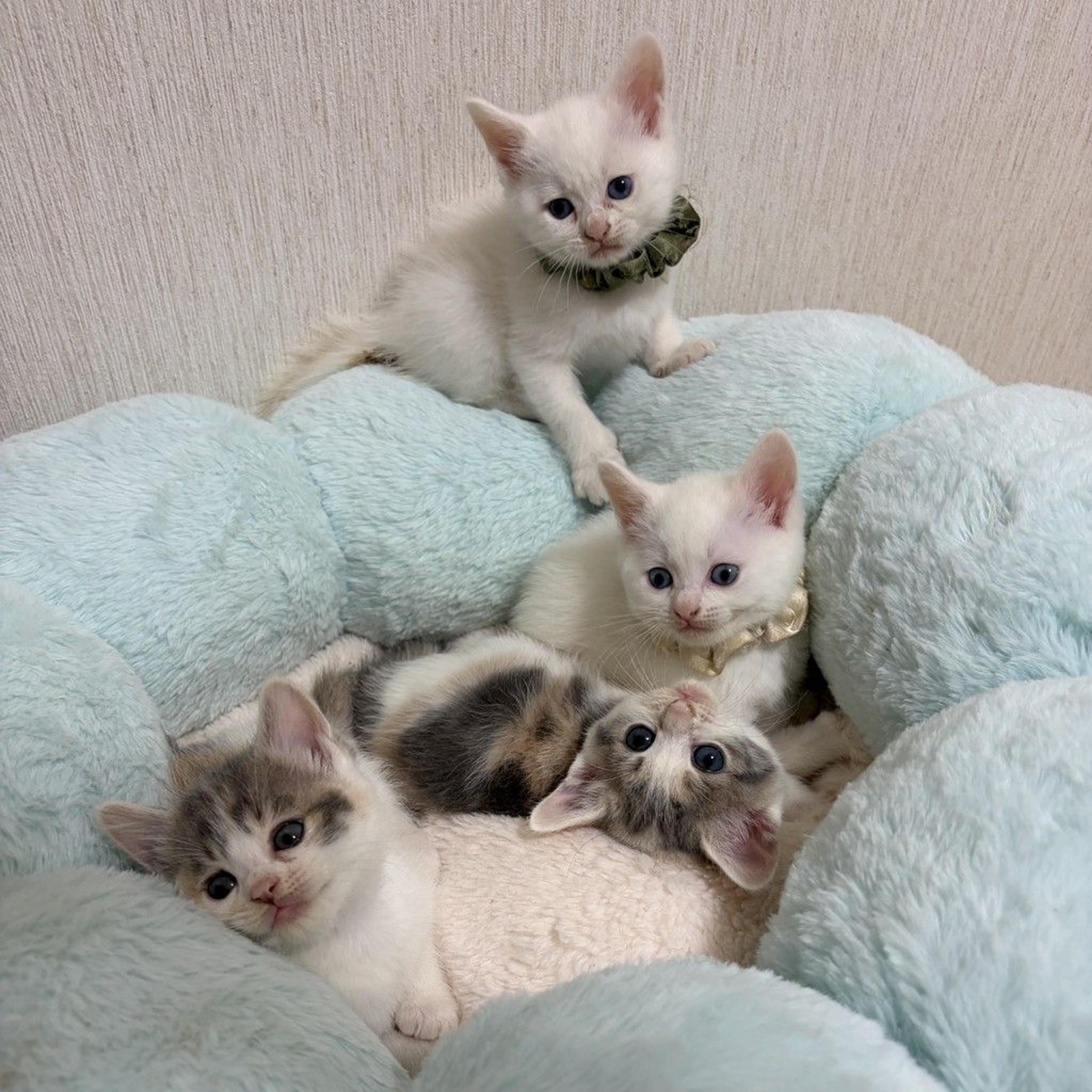 pet-image-2
