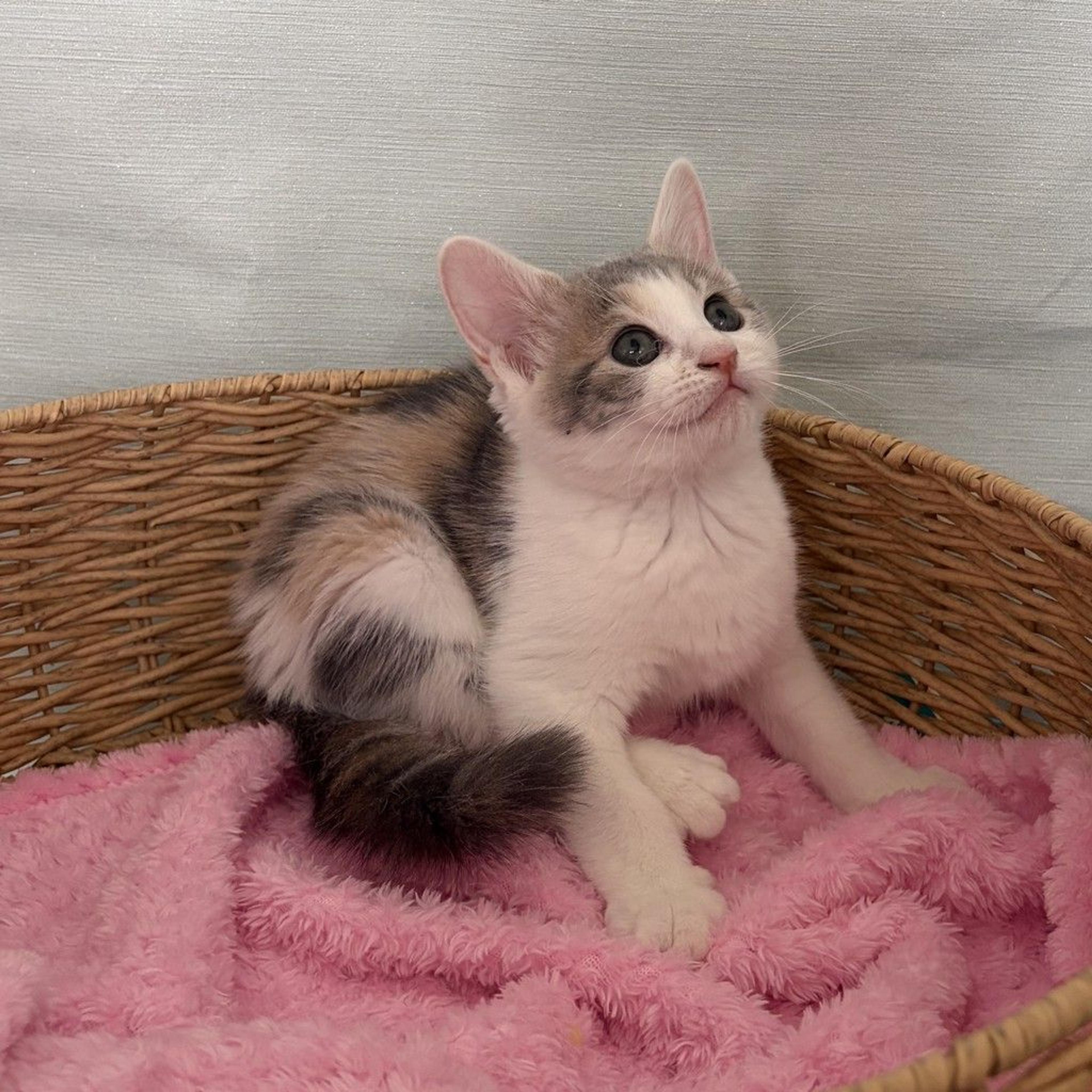 pet-image-6