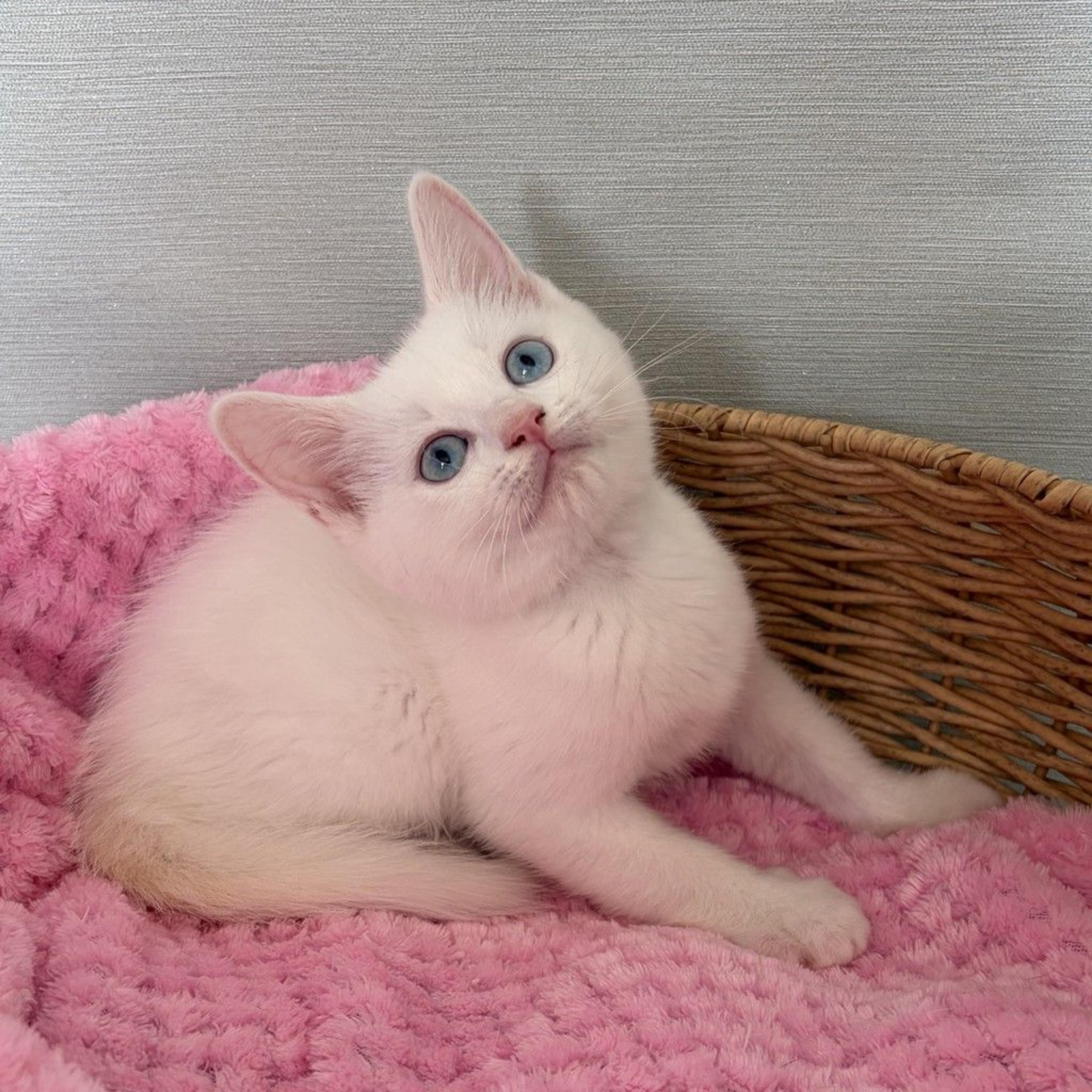 pet-image-8